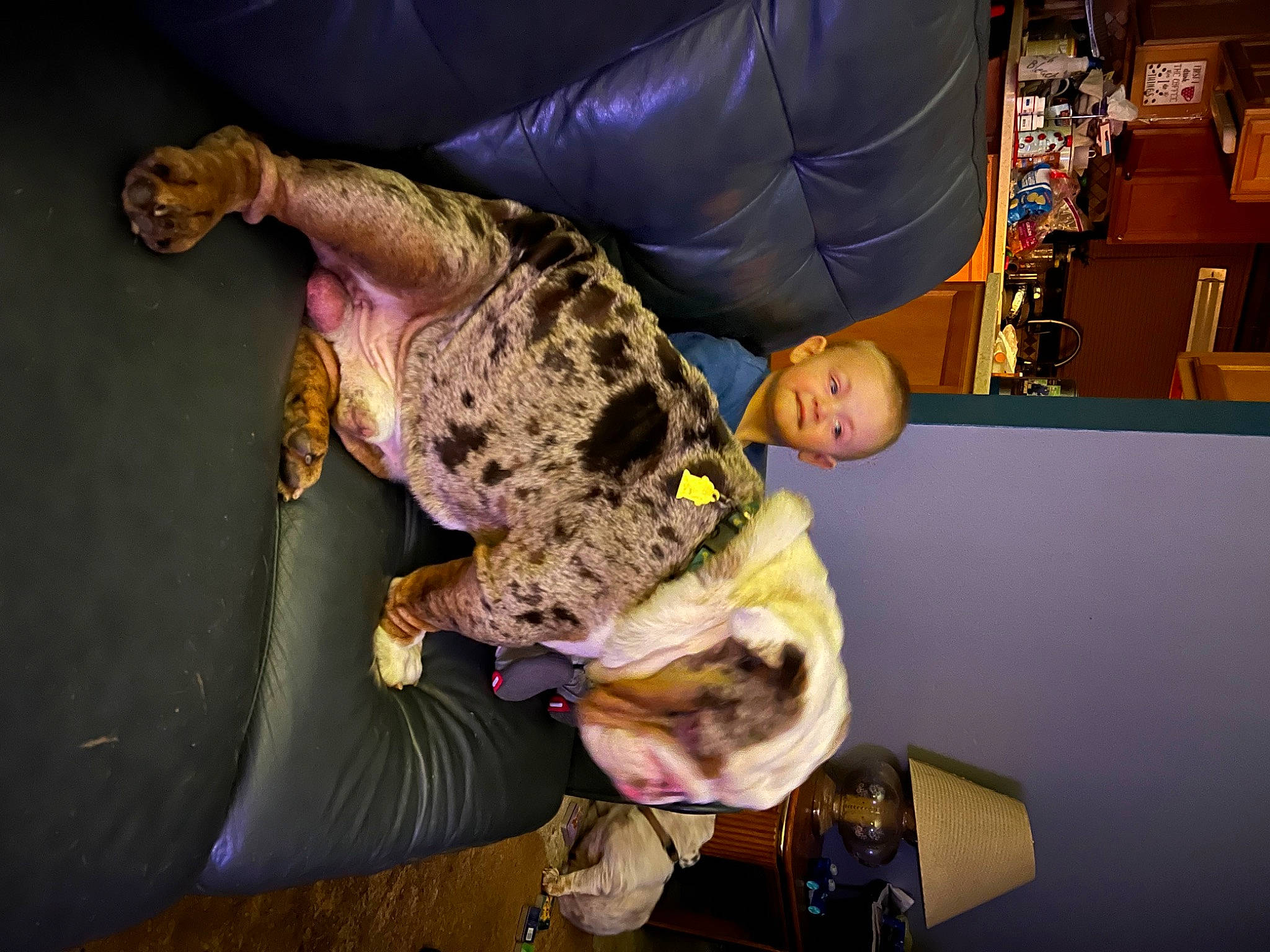 Maximus joined the competition — help win amazing prizes! boot, child, comfort, entertainment, event, fun, fur, human_leg, knee, leisure, military_camouflage, performance, purple, recreation, room, sitting, thigh, toddler, tree