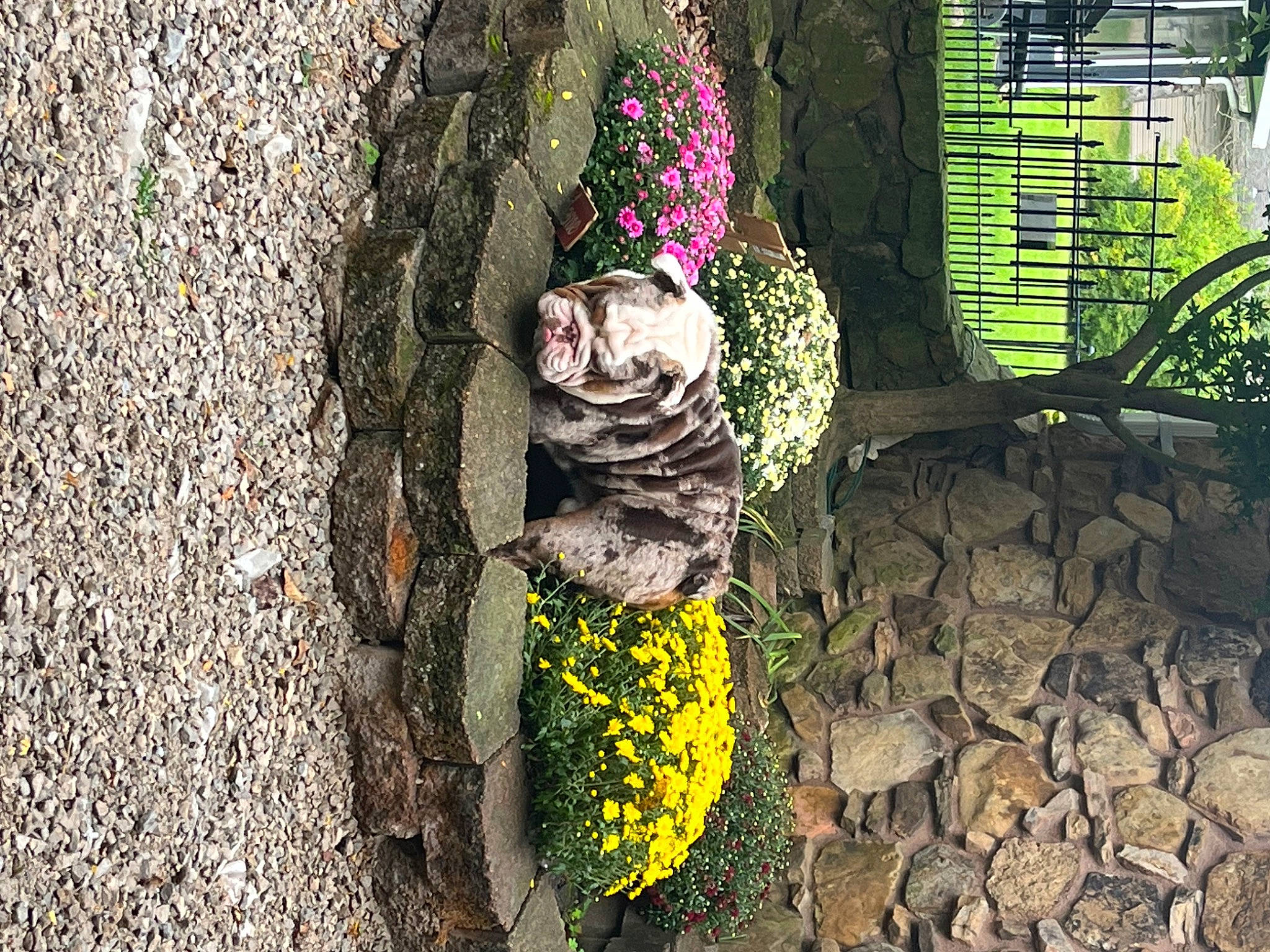 Maximus joined the competition — help win amazing prizes! art, brick, cobblestone, floral_design, flower, grass, illustration, people_in_nature, petal, plant, road_surface, shadow, sitting, soil, still_life_photography, street, tints_and_shades, trunk, visual_arts, wood