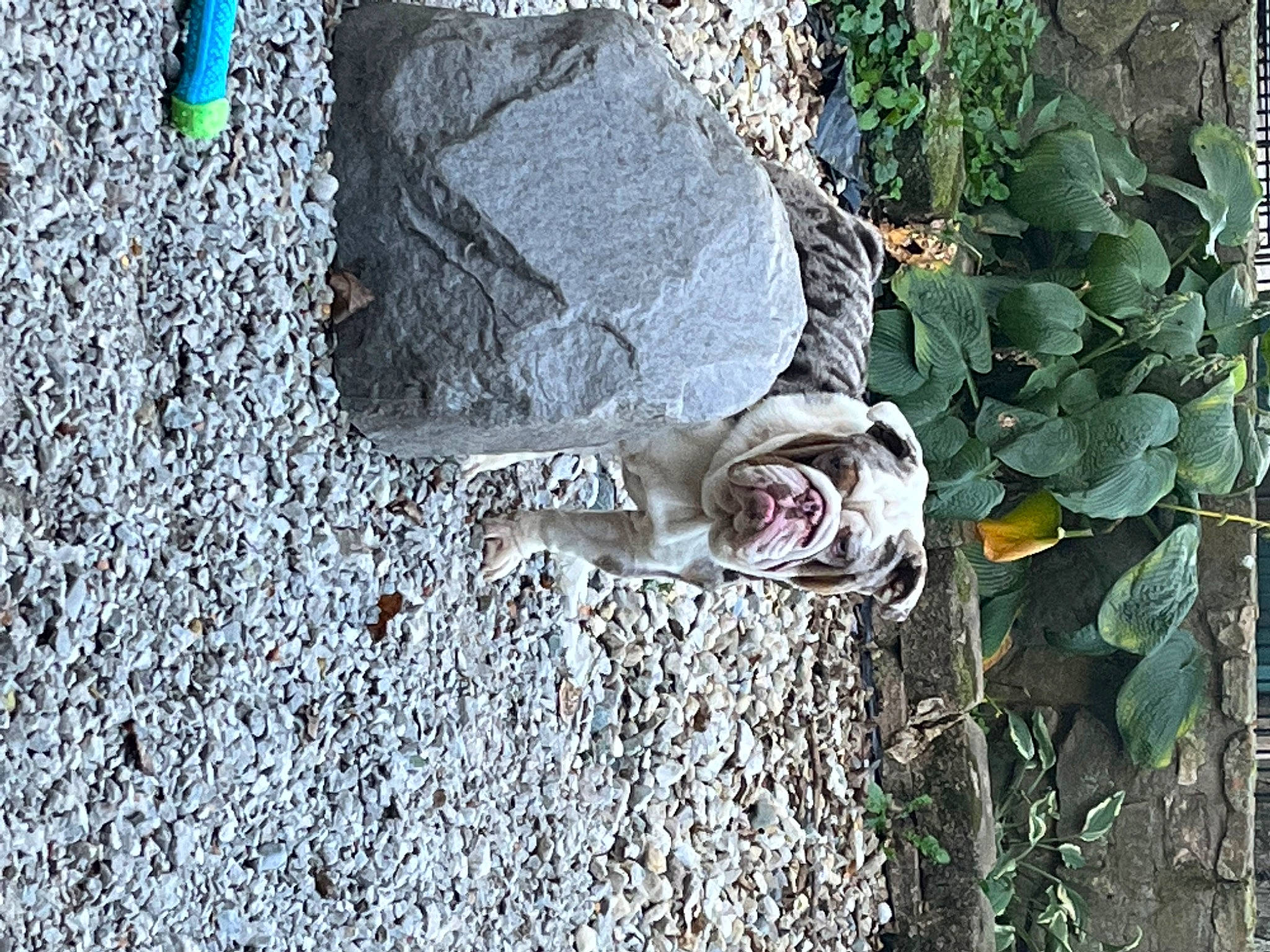 Maximus is registered to the contest to win money with this photo: art, asphalt, cement, concrete, flower, font, grass, metal, pattern, plant, road_surface, rock, shadow, soil, still_life_photography, tree, trunk, twig, visual_arts, wood