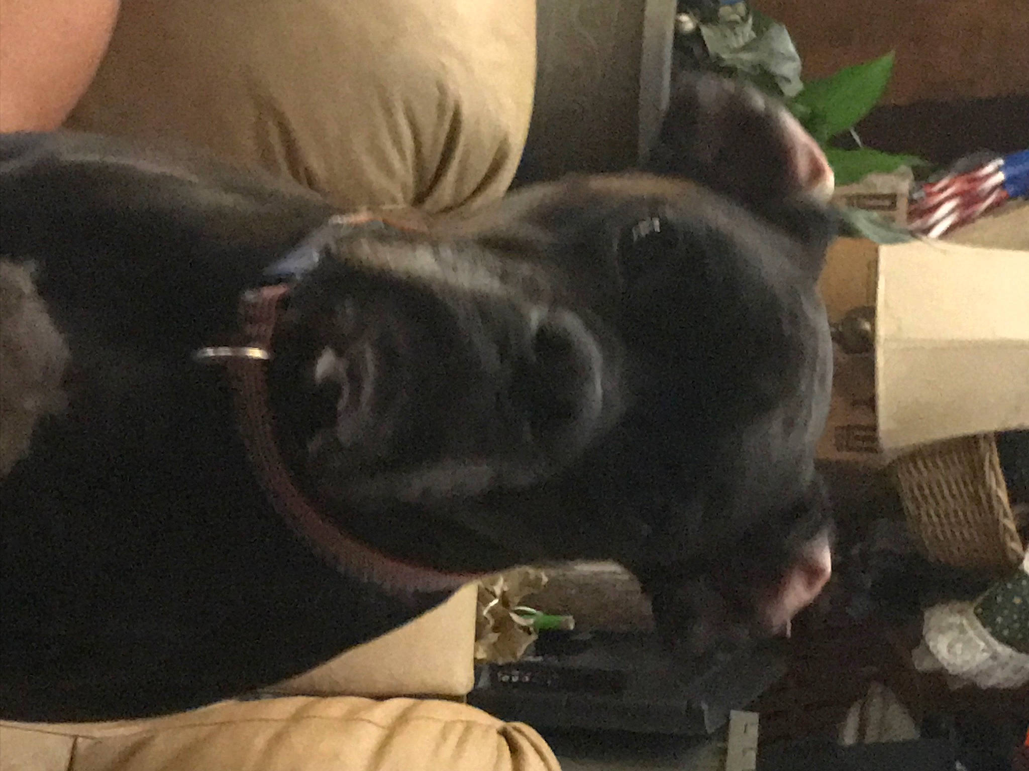 Caesar joined the competition — help win amazing prizes! canidae, carnivore, collar, comfort, companion_dog, dog, dog_breed, ear, elbow, fur, gesture, guard_dog, jaw, non_sporting_group, selfie, snout, sporting_group, whiskers, working_animal, wrist