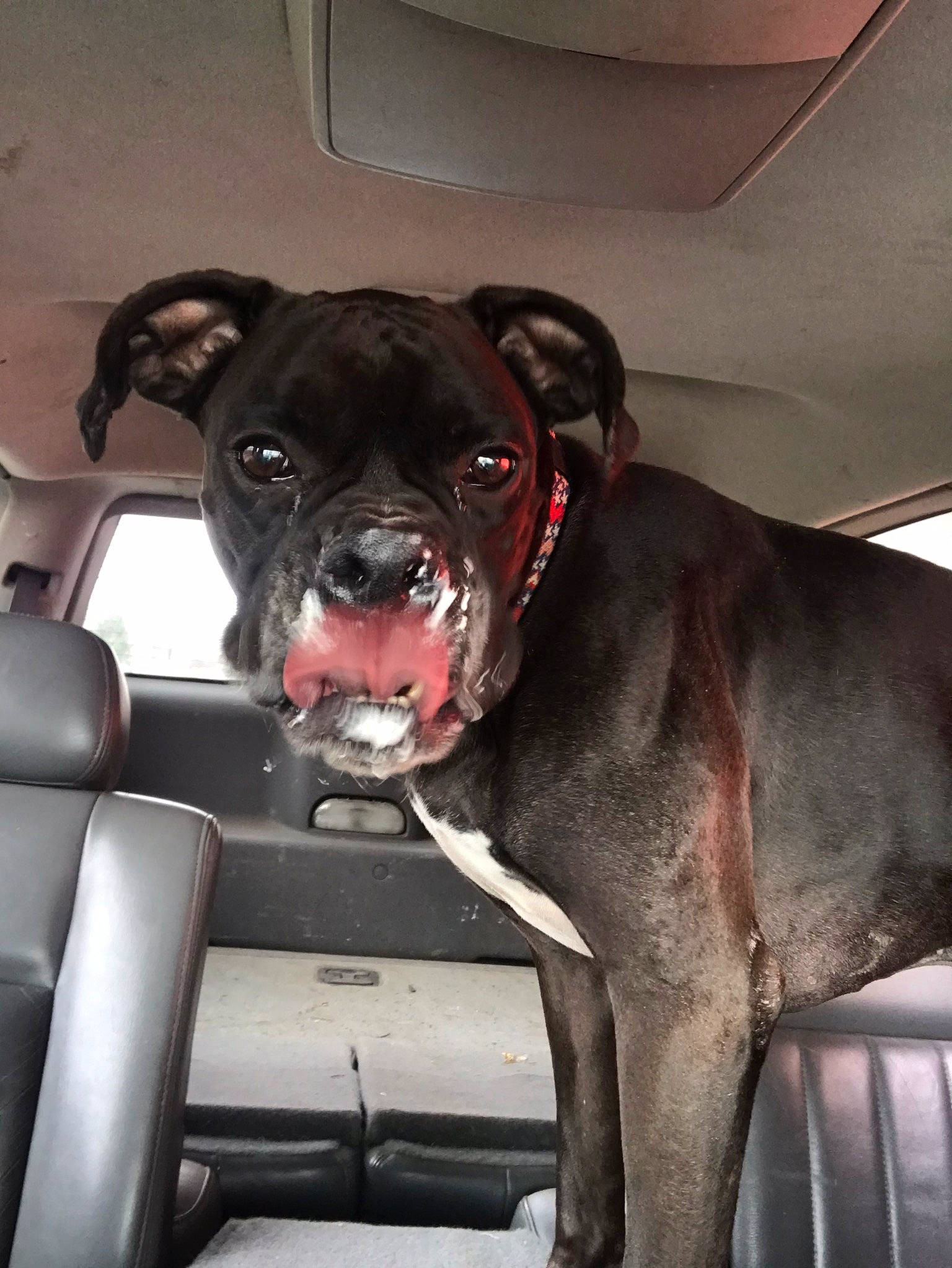 Caesar joined the competition — help win amazing prizes! auto_part, automotive_lighting, car, carnivore, collar, comfort, companion_dog, dog, dog_breed, dog_collar, fawn, fender, liver, motor_vehicle, snout, sporting_group, vehicle_door, whiskers, window, working_animal