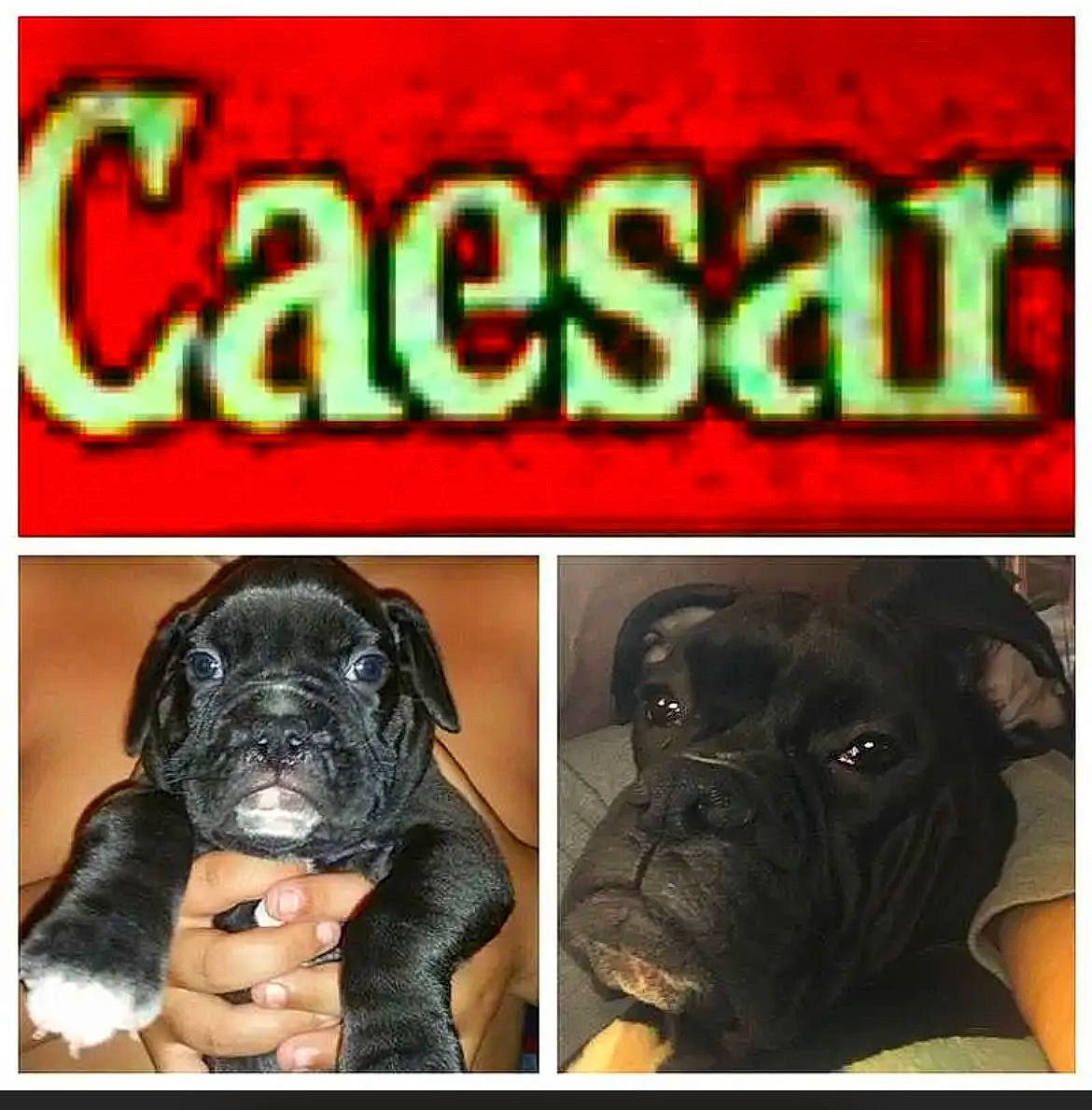 Caesar is registered to the contest to win money with this photo: bored, canidae, carnivore, companion_dog, dog, dog_breed, fawn, font, giant_dog_breed, internet_meme, liver, logo, non_sporting_group, photo_caption, rectangle, snout, sporting_group, working_animal, working_dog, wrinkle