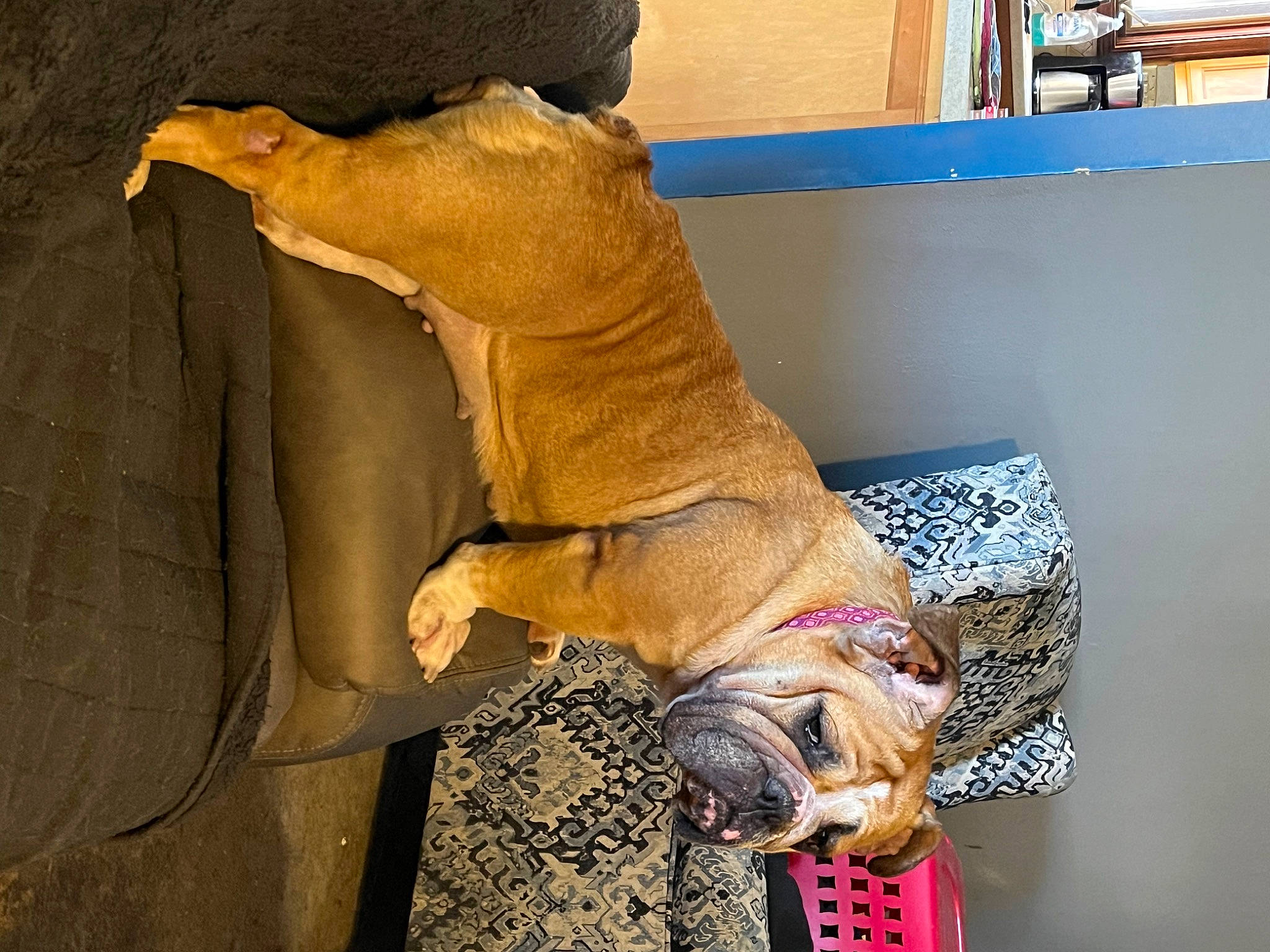 Vera joined the competition — help win amazing prizes! art, canidae, carnivore, comfort, companion_dog, dog, dog_breed, fawn, felidae, flooring, fur, hardwood, liver, pet_supply, small_to_medium_sized_cats, sporting_group, tail, toy, wood, working_animal