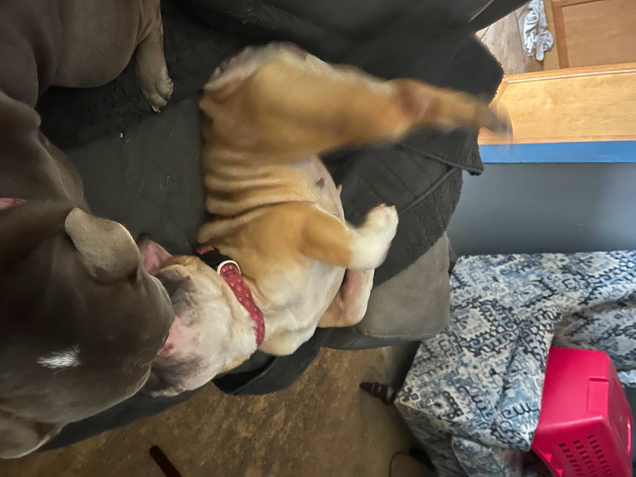 Vera joined the competition — help win amazing prizes! carnivore, collar, comfort, companion_dog, couch, dog, dog_bed, dog_breed, dog_collar, dog_supply, fawn, fur, guard_dog, paw, puppy, sporting_group, tail, toy_dog, weimaraner, wrinkle