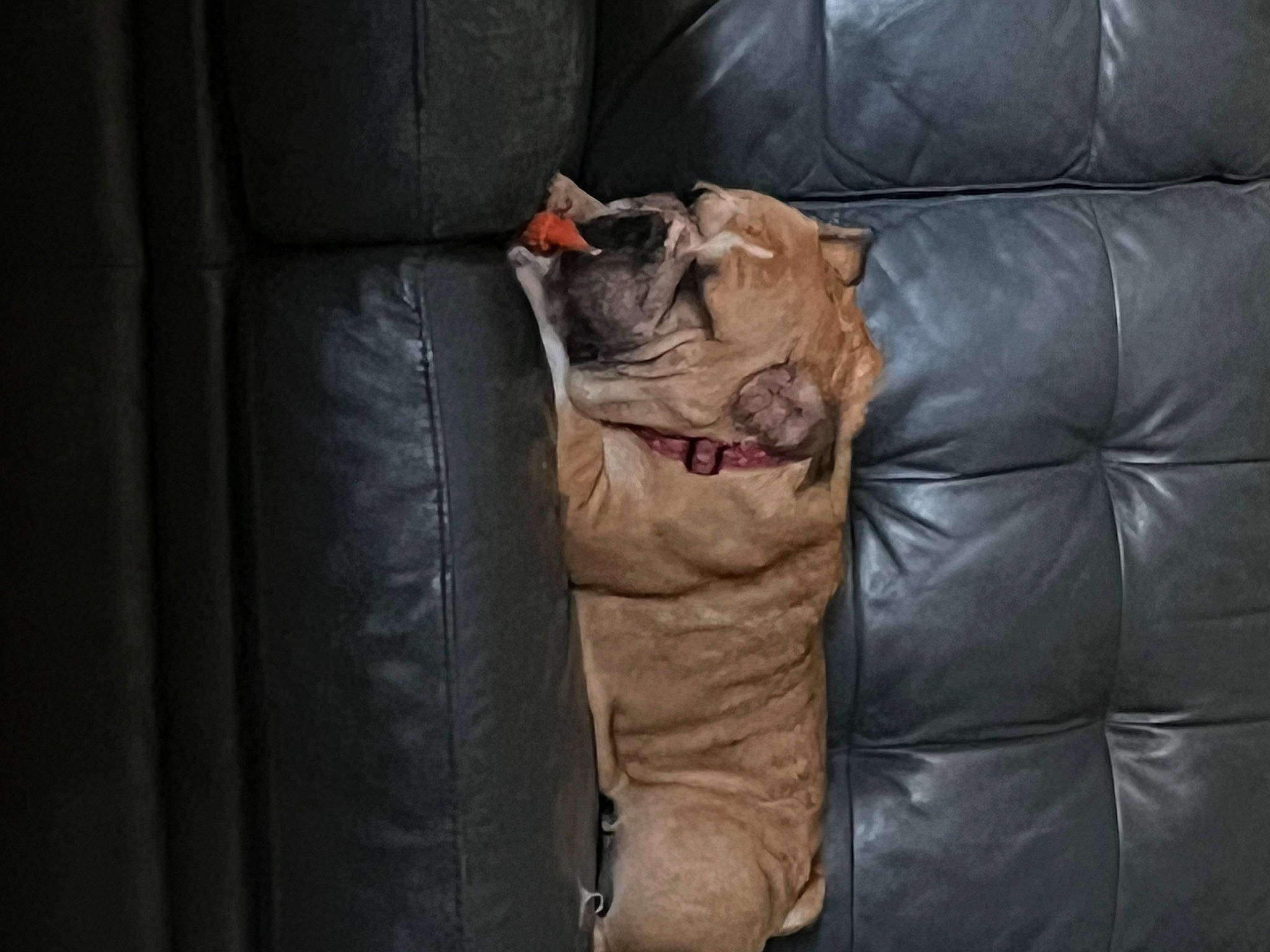 Vera joined the competition — help win amazing prizes! brown, canidae, carnivore, club_chair, comfort, companion_dog, couch, dog, dog_breed, dog_supply, fawn, liver, sleeve, snout, sporting_group, terrestrial_animal, toy_dog, whiskers, wood, wrinkle