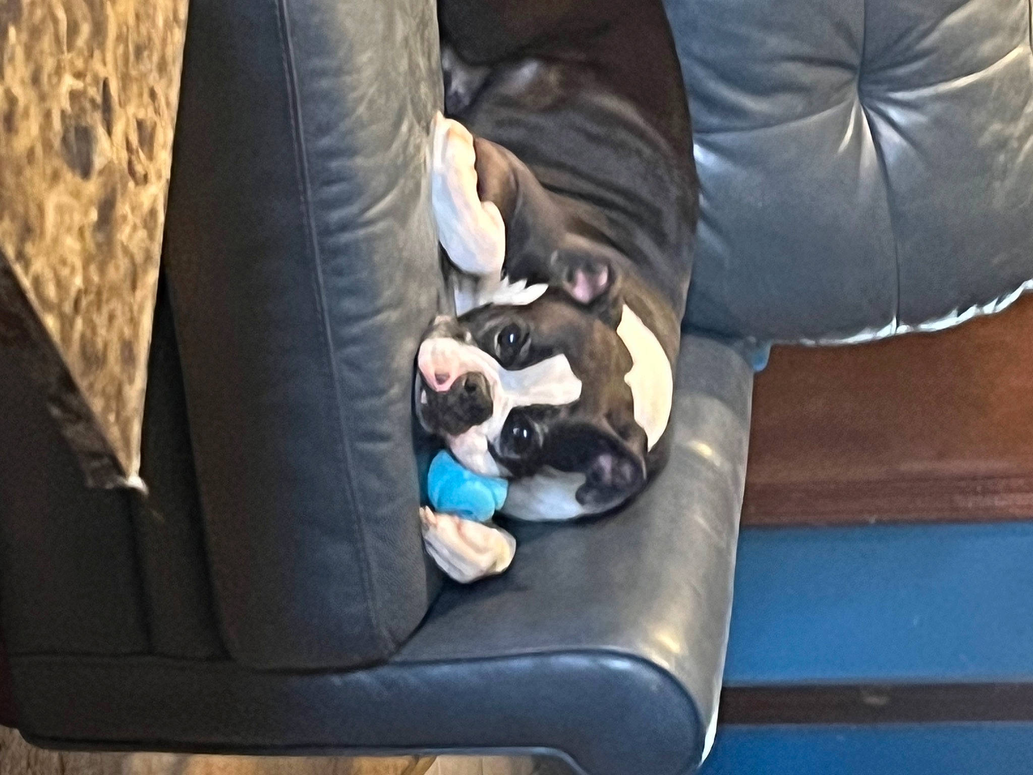 Sage joined the competition — help win amazing prizes! auto_part, automotive_exterior, bag, car_seat, car_seat_cover, comfort, elbow, electric_blue, eyewear, family_car, foot, fun, head_restraint, human_leg, knee, luxury_vehicle, seat_belt, sitting, thigh, vehicle_door