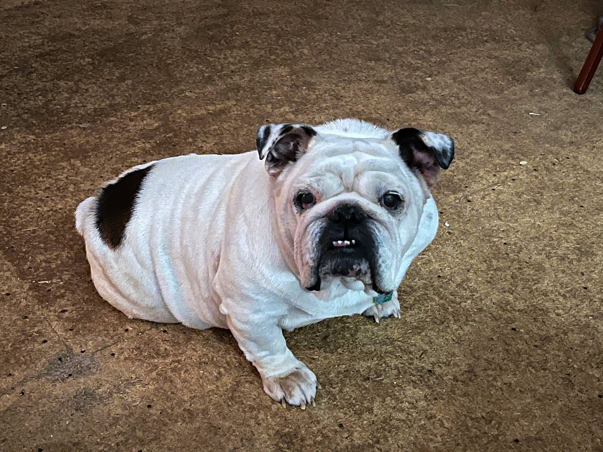 Daisy is registered to the contest to win money with this photo: ancient_dog_breeds, bulldog, canidae, carnivore, companion_dog, dog, dog_breed, fawn, fur, molosser, non_sporting_group, paw, puppy, sporting_group, terrestrial_animal, toy_dog, white_english_bulldog, working_dog, wrinkle