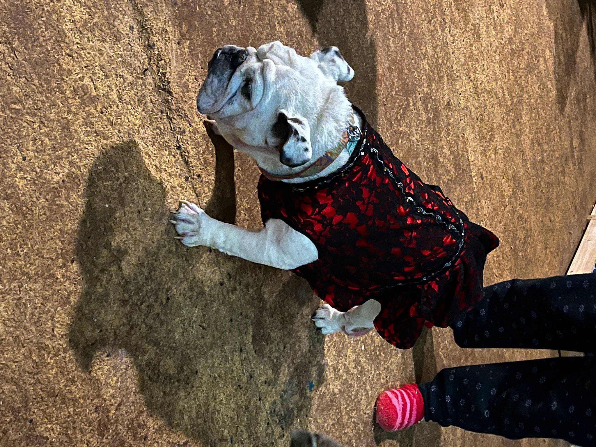 Daisy is registered to the contest to win money with this photo: art, canidae, carmine, carnivore, concrete, fawn, felidae, fun, grass, pattern, personal_protective_equipment, plant, recreation, shadow, sitting, snout, soil, toy, visual_arts, wood