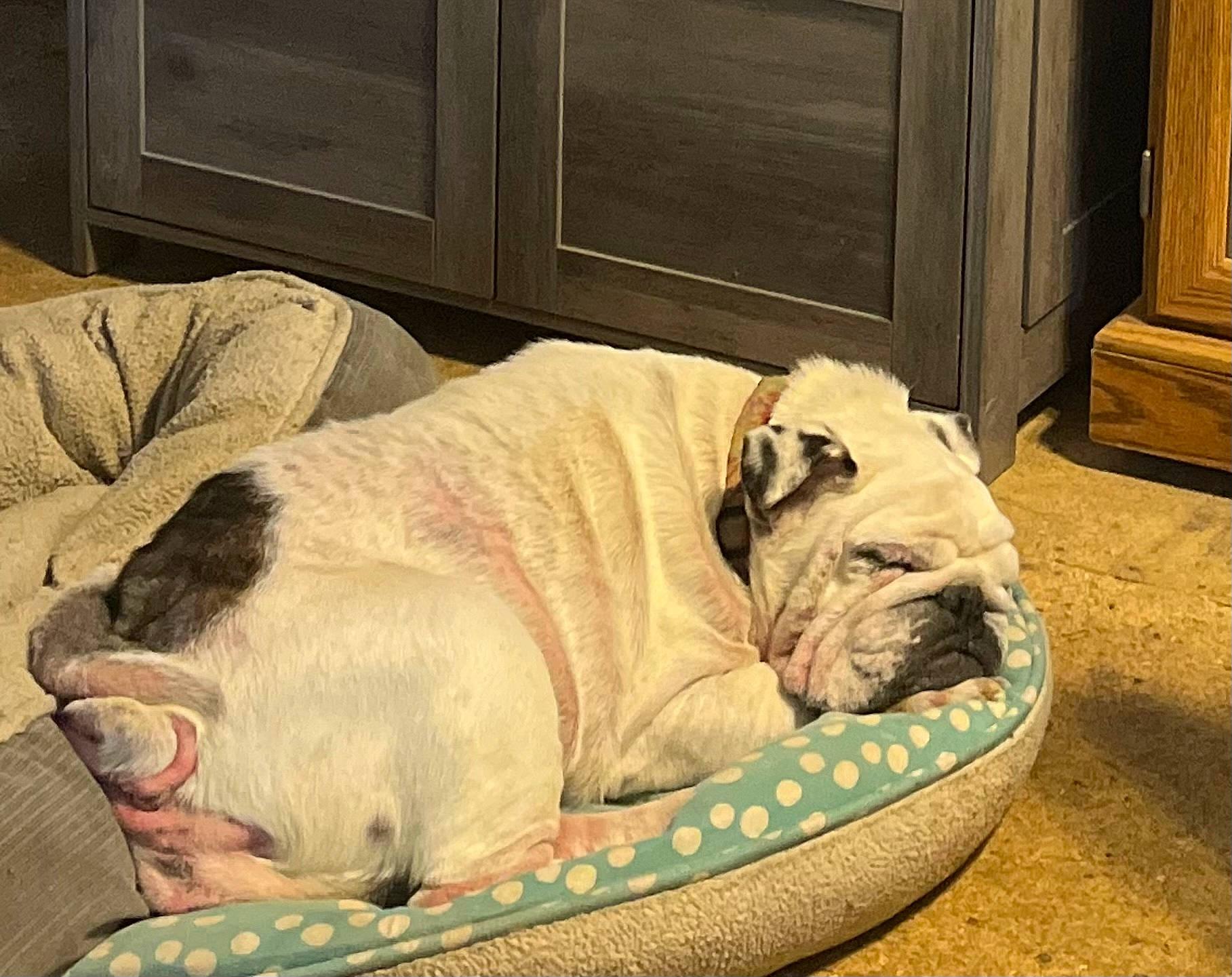Daisy is registered to the contest to win money with this photo: bulldog, canidae, carnivore, collar, comfort, companion_dog, dog, dog_bed, dog_breed, dog_supply, door, fawn, flooring, pet_supply, pug, snout, sporting_group, toy_dog, working_animal, wrinkle
