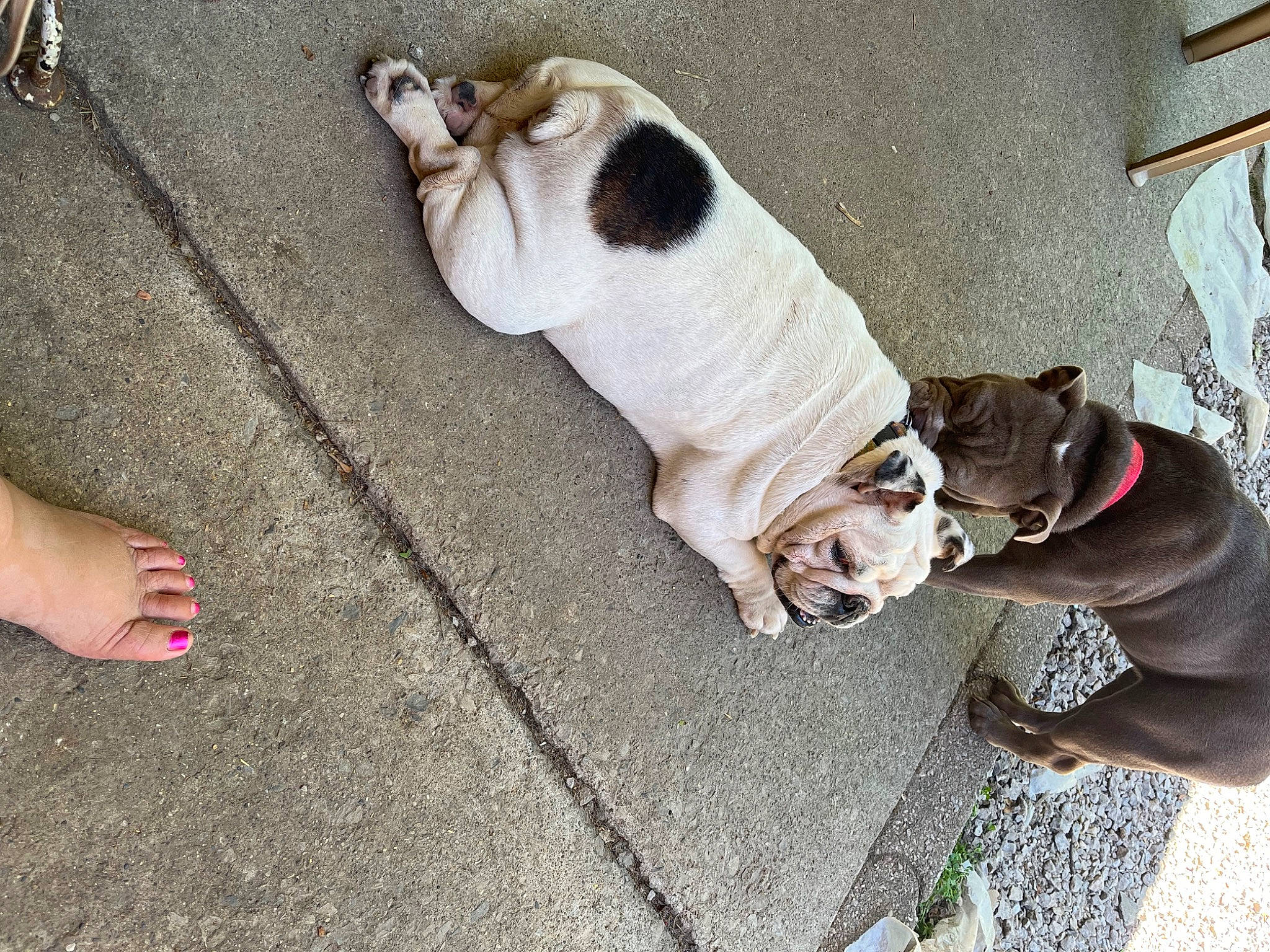 Daisy joined the competition — help win amazing prizes! bulldog, carnivore, collar, companion_dog, concrete, dog, dog_breed, dog_collar, dog_supply, fawn, foot, human_leg, leash, pet_supply, road_surface, sidewalk, snout, sporting_group, tail, working_animal