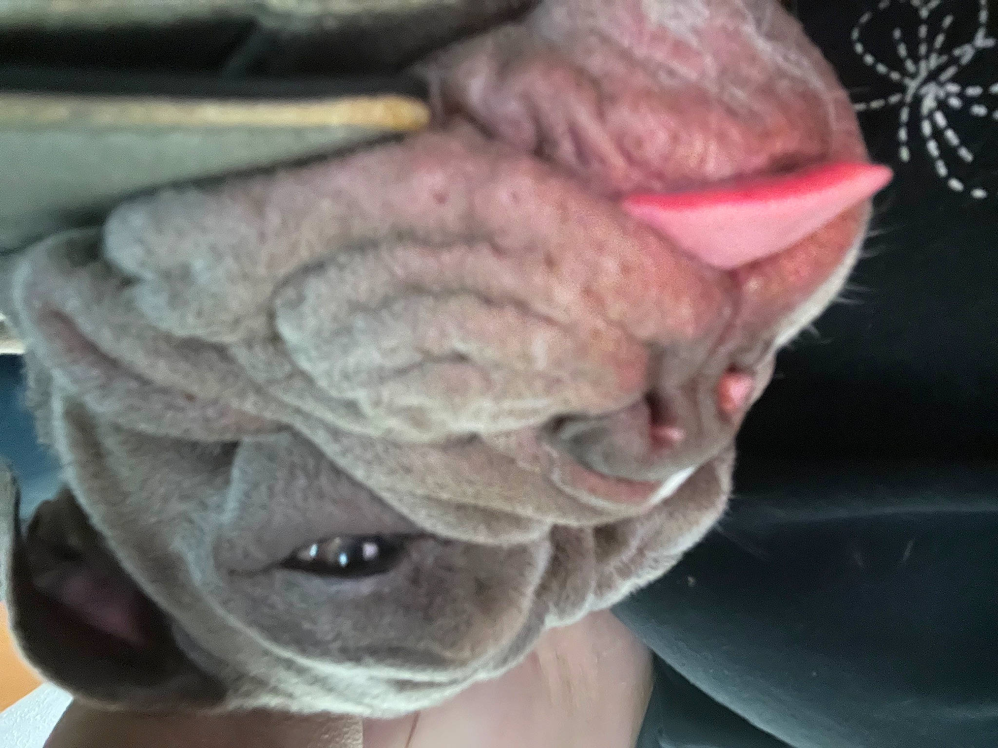 Willow is registered to the contest to win money with this photo: carnivore, close_up, comfort, dog, dog_breed, ear, electric_blue, fashion_accessory, fawn, non_sporting_group, snout, thread, whiskers, wool, working_animal, wrinkle