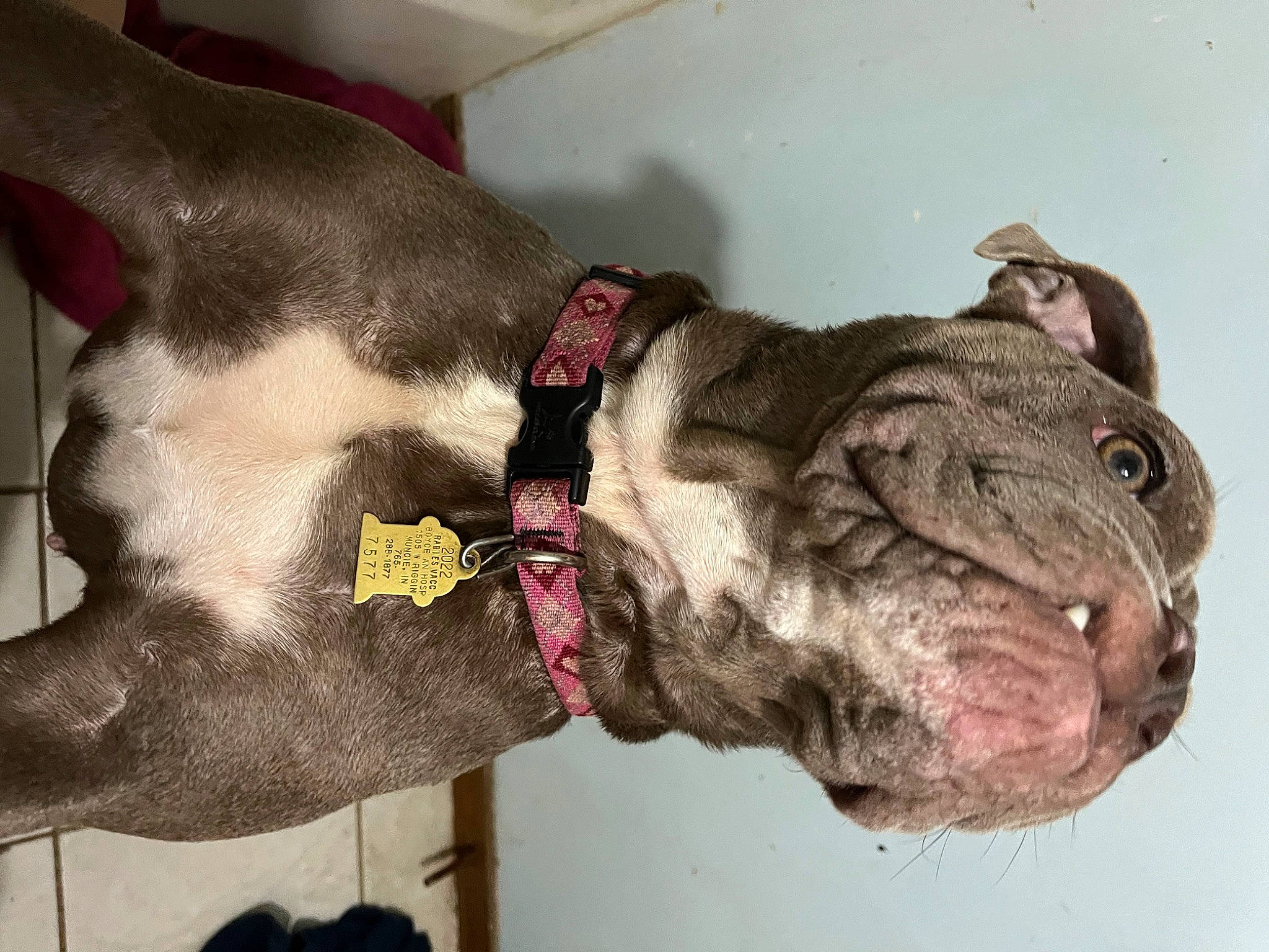 Willow joined the competition — help win amazing prizes! canidae, carnivore, collar, companion_dog, dog, dog_breed, dog_collar, ear, fashion_accessory, fawn, fur, leash, liver, pet_supply, snout, sporting_group, vertebrate, whiskers, working_animal, wrinkle