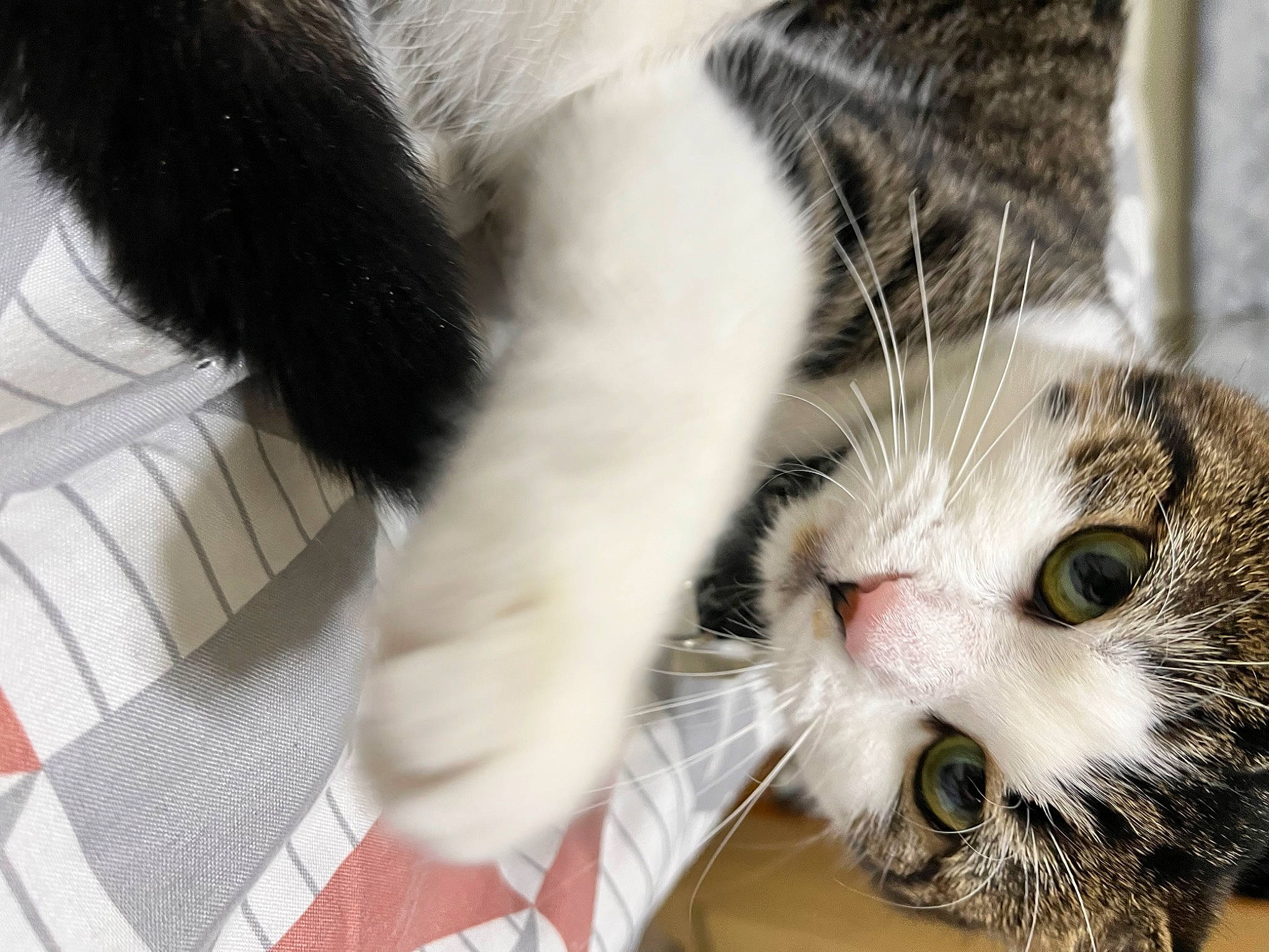 Jazz joined the competition — help win amazing prizes! carnivore, cat, claw, comfort, domestic_short_haired_cat, ear, felidae, fur, paw, small_to_medium_sized_cats, snout, tail, whiskers