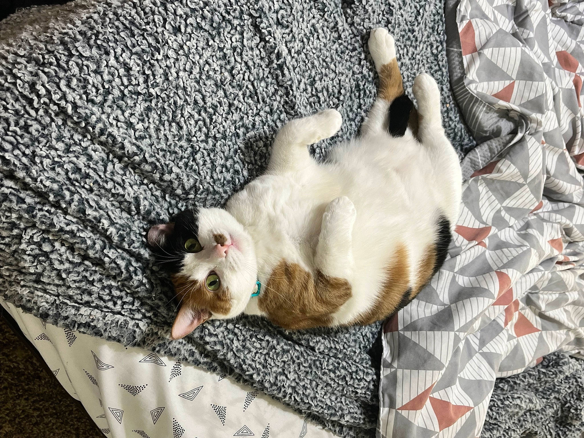 Bicheala is registered to the contest to win money with this photo: canidae, carnivore, cat, comfort, companion_dog, dog_breed, domestic_short_haired_cat, fawn, felidae, fur, grey, linens, paw, siamese, small_to_medium_sized_cats, sporting_group, tail, thai, whiskers, wood