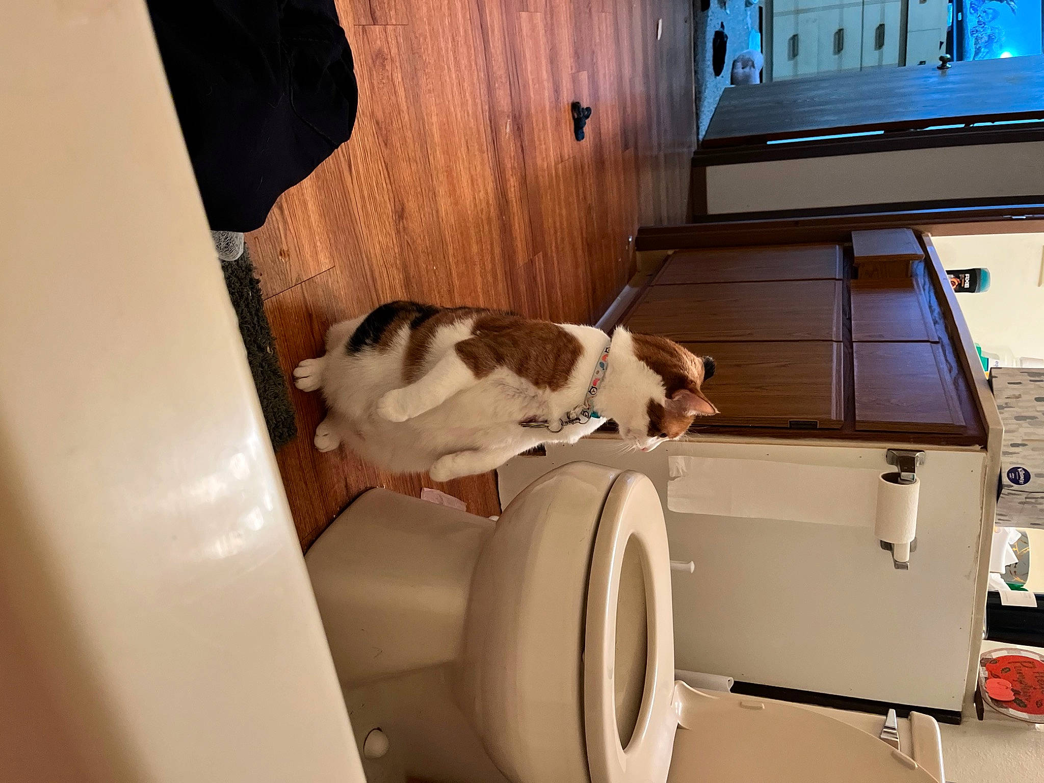 Bicheala is registered to the contest to win money with this photo: automotive_design, automotive_exterior, carnivore, cat, comfort, companion_dog, dog_breed, felidae, fender, floor, flooring, hardwood, machine, room, small_to_medium_sized_cats, television, television_set, vehicle_door, whiskers, wood