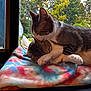 affection, animal, blanket, cat, colorful, cozy, cute, domestic_animal, ears, feline, fur, grooming, indoor, nature_outside, paw, pet, resting, snuggling, tabby_cat, window