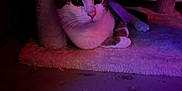 Mater joined the competition — help win amazing prizes! animal, carpet, cat, cat_tree, cozy, cute, ears, feline, floor, fur, indoor, laying_down, pet, pink_light, purple_light, quiet, relaxed, shadow, soft_texture, whiskers