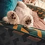 Pastel participe au concours pour gagner de l'argent avec cette photo : dog, paw, fluffy, white, couch, indoor, relaxed, patterned_fabric, paw_pads, furniture, pet, cozy, lying_down, animal, soft, domestic, resting, cute, home, comfort