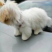 Pastel participe au concours pour gagner de l'argent avec cette photo : dog, fluffy, white, car, hood, outdoor, hedge, sky, cloudy, pet, fur, collar, animal, side_view, nature, domestic_animal, walking, small_dog, canine, daytime