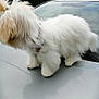 dog, fluffy, white, car, hood, outdoor, hedge, sky, cloudy, pet, fur, collar, animal, side_view, nature, domestic_animal, walking, small_dog, canine, daytime
