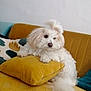 dog, white_dog, fluffy, couch, pillow, indoor, pet, resting, cozy, furniture, living_room, topknot, cute, domestic_animal, animal, relaxed, fur, small_dog, yellow, home