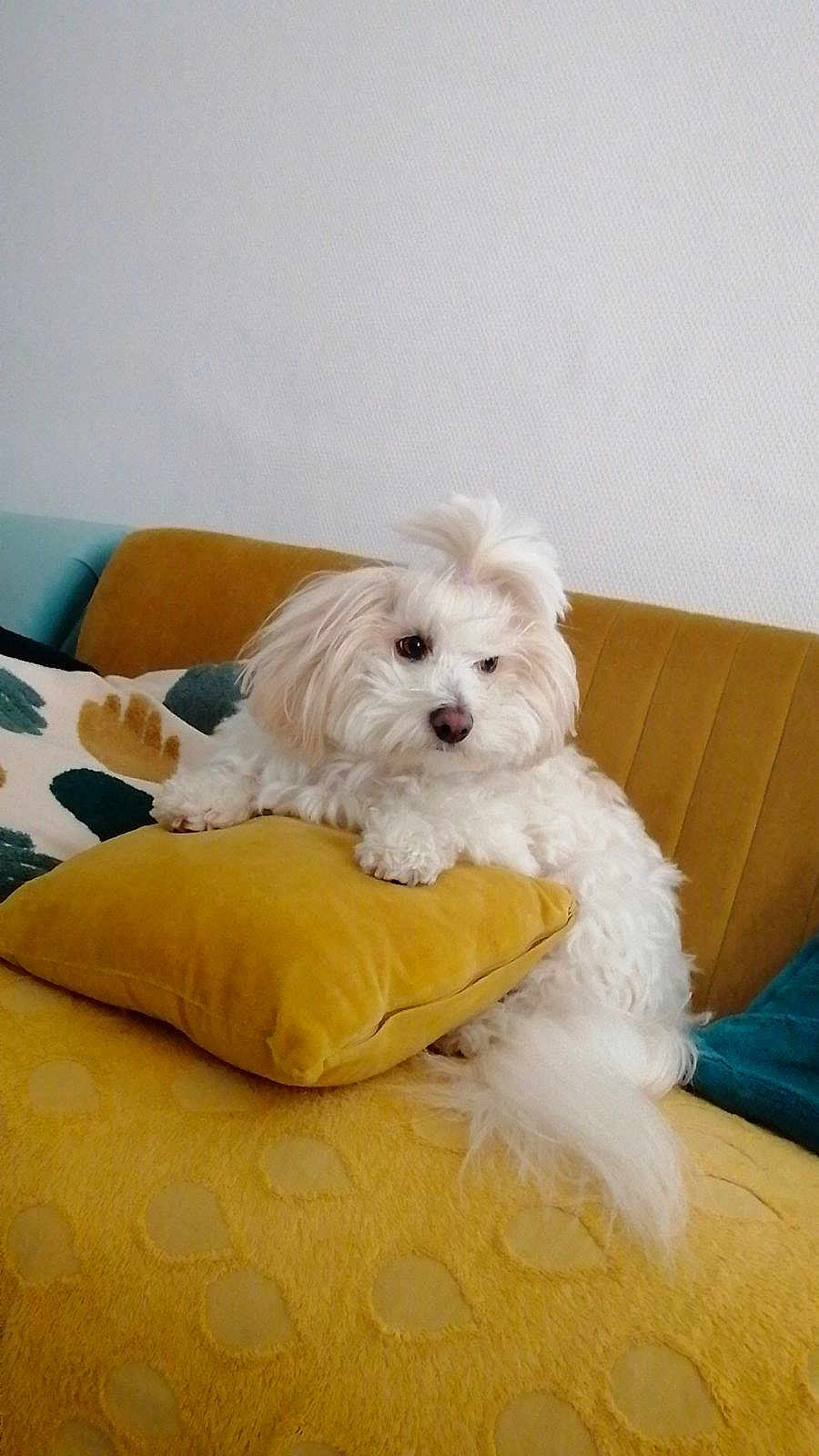 Pastel