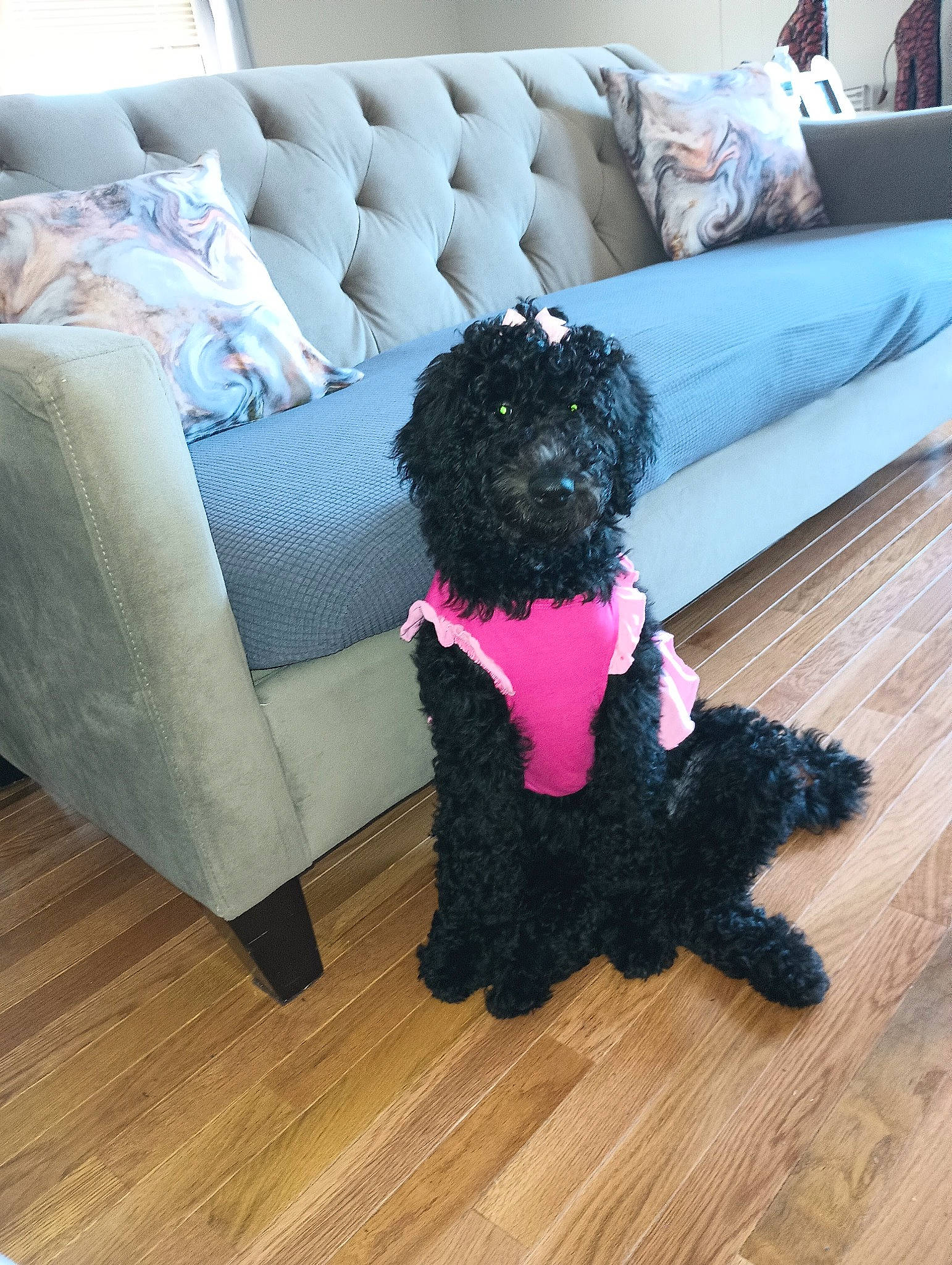 Brandi is registered to the contest to win money with this photo: comfort, companion_dog, couch, dog, dog_breed, dog_supply, floor, flooring, furniture, hardwood, laminate_flooring, living_room, magenta, pillow, purple, rectangle, sofa_bed, studio_couch, wood, wood_flooring