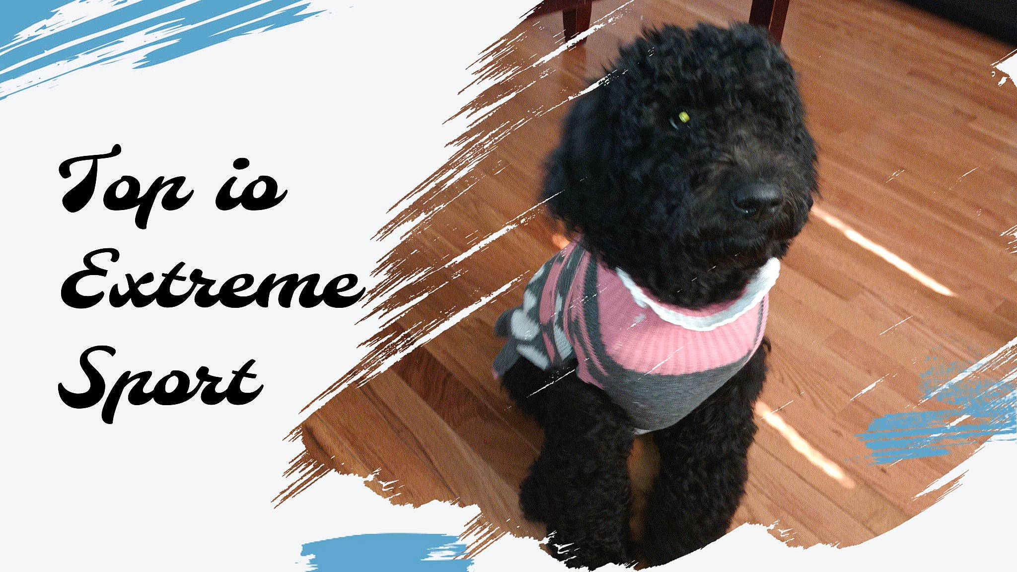 Brandi is registered to the contest to win money with this photo: canidae, carnivore, companion_dog, dog, dog_breed, dog_clothes, dog_supply, font, fur, graphics, happy, illustration, liver, magenta, snout, sporting_group, terrier, toy, toy_dog, working_animal