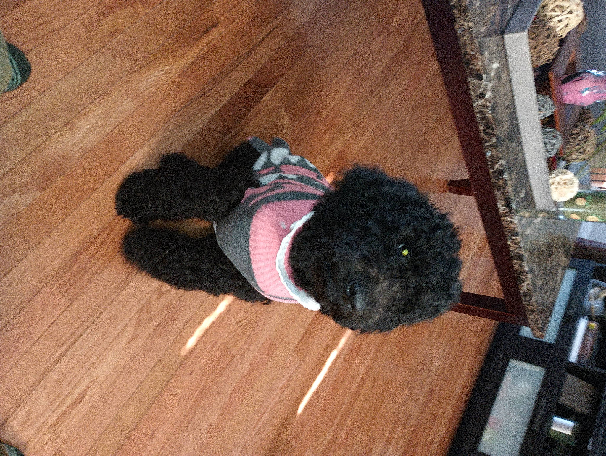 Brandi is registered to the contest to win money with this photo: black_cat, carnivore, cat, companion_dog, dog_breed, felidae, floor, flooring, fur, hardwood, laminate_flooring, plank, small_to_medium_sized_cats, tail, varnish, whiskers, wood, wood_flooring, wood_stain, wool