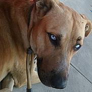 Kato is registered to the contest to win money with this photo: animal, blue_eyes, brown_fur, calm, canine, close_up, collar, concrete, dog, domestic_animal, expression, fur, large_dog, leash, outdoor, pet, portrait, red_wall, resting, side_view