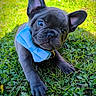 Blue participe au concours pour gagner de l'argent avec cette photo : dog, puppy, french_bulldog, bow_tie, grass, outdoor, pet, cute, animal, close_up, ears, face, young, playful, nature, adorable, canine, small, fur, collar