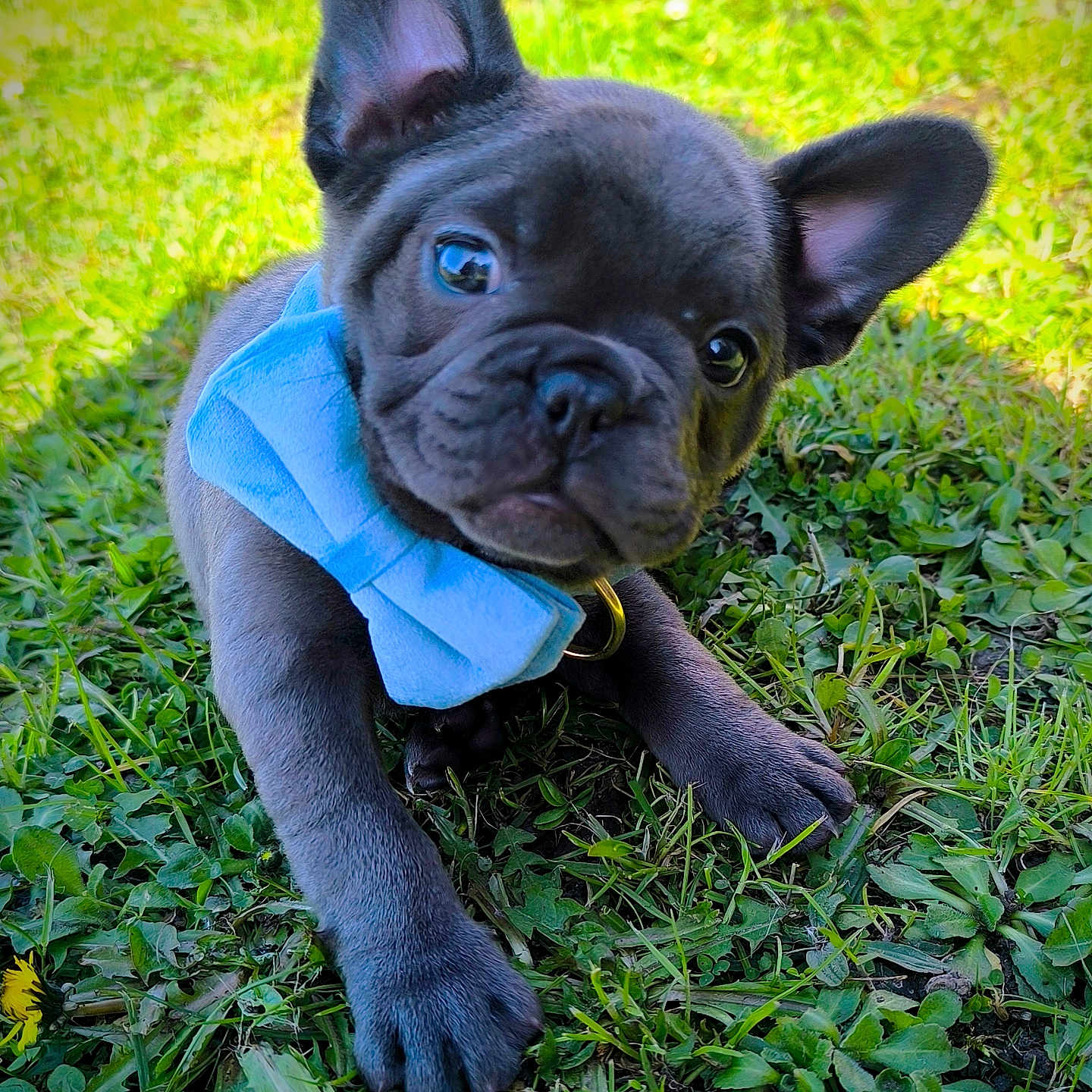 Blue participe au concours pour gagner de l'argent avec cette photo : dog, puppy, french_bulldog, bow_tie, grass, outdoor, pet, cute, animal, close_up, ears, face, young, playful, nature, adorable, canine, small, fur, collar