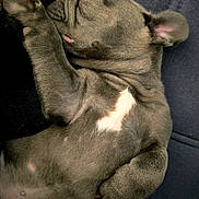 Blue participe au concours pour gagner de l'argent avec cette photo : puppy, sleeping, dog, fur, paw, closeup, cute, pet, animal, resting, soft, young, adorable, relaxed, indoor, cozy, mammal, snout, whiskers, nap