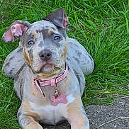 Marble is registered to the contest to win money with this photo: accessories, alloywheel, animal, boxer, bulldog, canine, car, collar, dog, frenchbulldog, grass, greatdane, hound, lawn, pet, pitbull, plant, pointer, puppy, strap