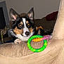 dog, pet, indoor, sofa, toy, beige, furniture, black, white, brown, ears, paw, flash, glowing_eyes, curious, couch, living_room, tricolor, playful, animal