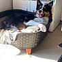 dog, pet_bed, indoor, sunlight, relaxed, happy, tongue_out, black_fur, white_fur, brown_fur, ears_up, floor, cabinet, books, plastic_bed, home, animal, paw, resting, furniture
