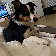 Maïko a rejoint le concours — aidez-le/la à gagner de superbes lots ! dog, indoor, blanket, bed, furniture, fan, books, television, pet, living_room, tricolor, curious, resting, floor, cabinet, door, household_items, relaxed, animal, cozy