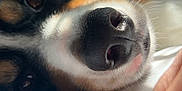 Maïko participe au concours pour gagner de l'argent avec cette photo : dog, close_up, nose, fur, whiskers, animal, pet, laying_down, face, eyes, paw, hand, indoor, white_background, soft_light, resting, cute, domestic_animal, snout, relaxation