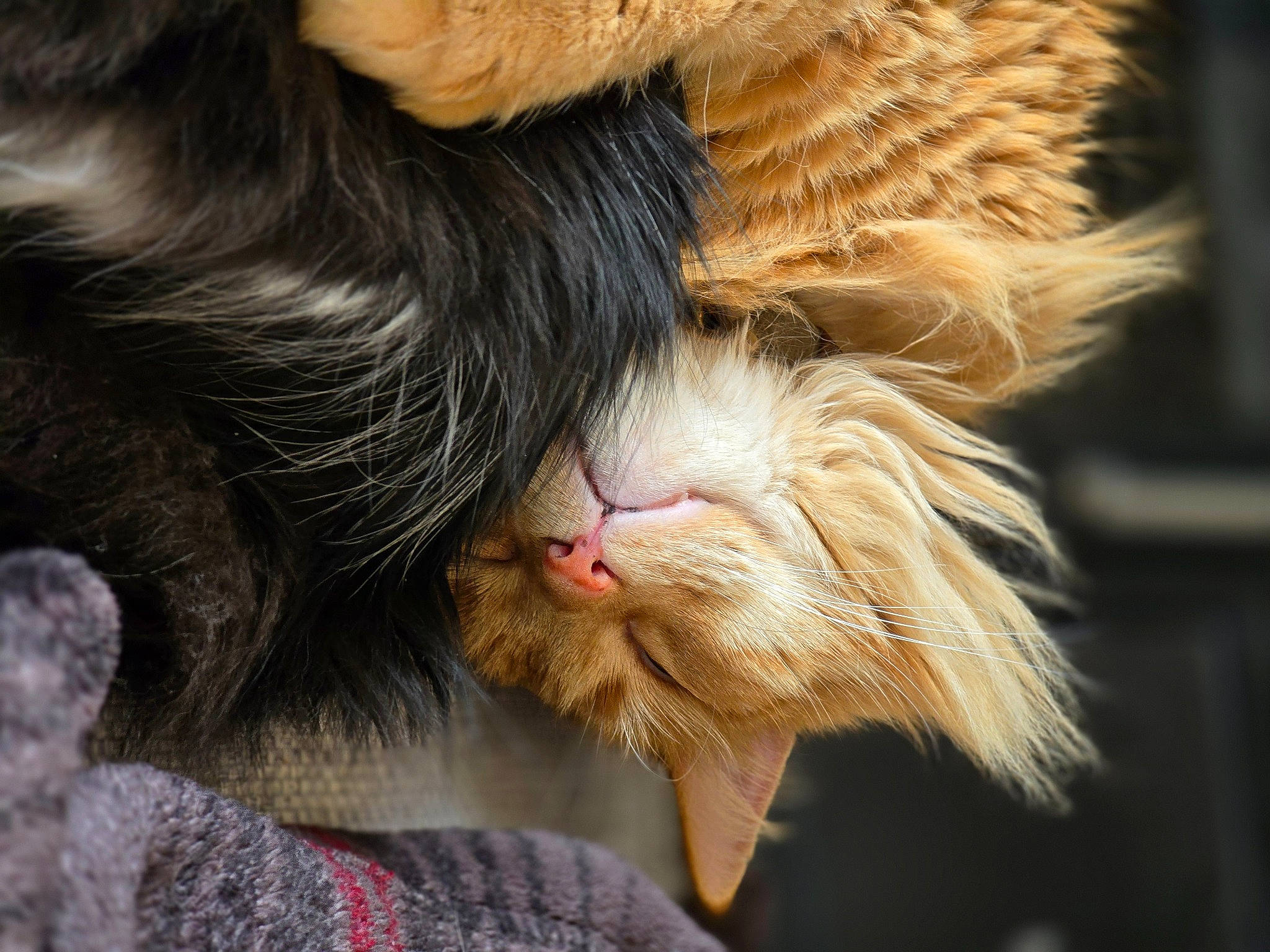 Donny is registered to the contest to win money with this photo: carnivore, cat, claw, close_up, comfort, ear, felidae, fur, gesture, liver, natural_material, paw, small_to_medium_sized_cats, snout, tail, terrestrial_animal, whiskers, wing