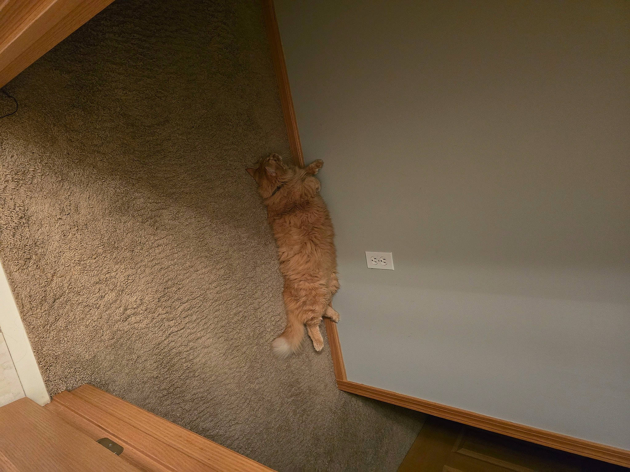 Donny joined the competition — help win amazing prizes! beige, brown, carnivore, cat, ceiling, fawn, felidae, floor, flooring, hardwood, laminate_flooring, plaster, plywood, small_to_medium_sized_cats, stairs, tail, whiskers, wood, wood_flooring, wood_stain