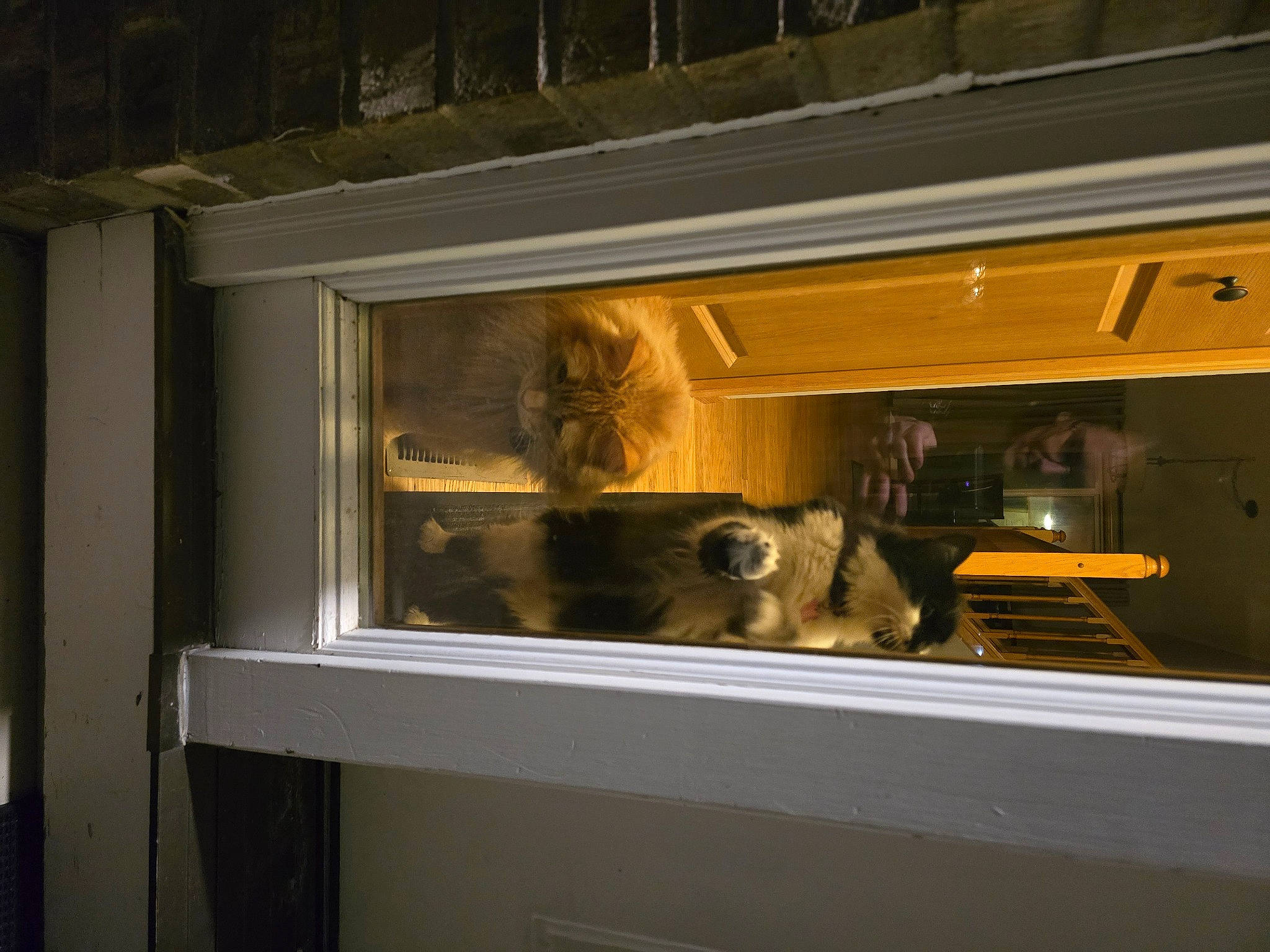 Donny joined the competition — help win amazing prizes! automotive_exterior, building, carnivore, display_case, door, fixture, glass, hardwood, house, night, rectangle, room, sash_window, tints_and_shades, transparency, tree, vehicle_door, window, wood