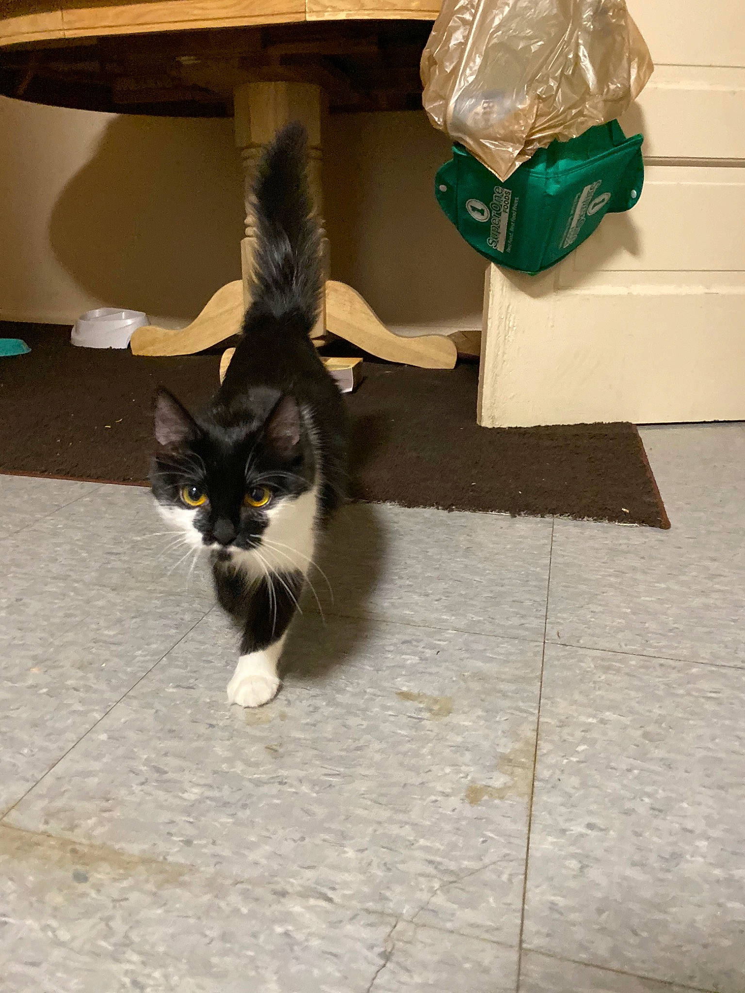 Lo joined the competition — help win amazing prizes! box, cardboard, carnivore, cat, domestic_short_haired_cat, european_shorthair, felidae, floor, flooring, fur, kitten, norwegian_forest_cat, paper, paper_product, small_to_medium_sized_cats, table, tail, tile, whiskers