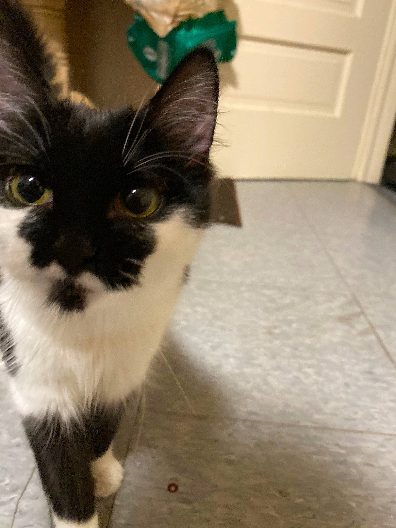 Lo is registered to the contest to win money with this photo: black_and_white, carnivore, cat, ear, fawn, felidae, fur, kitten, mammal, small_to_medium_sized_cats, snout, tail, whiskers