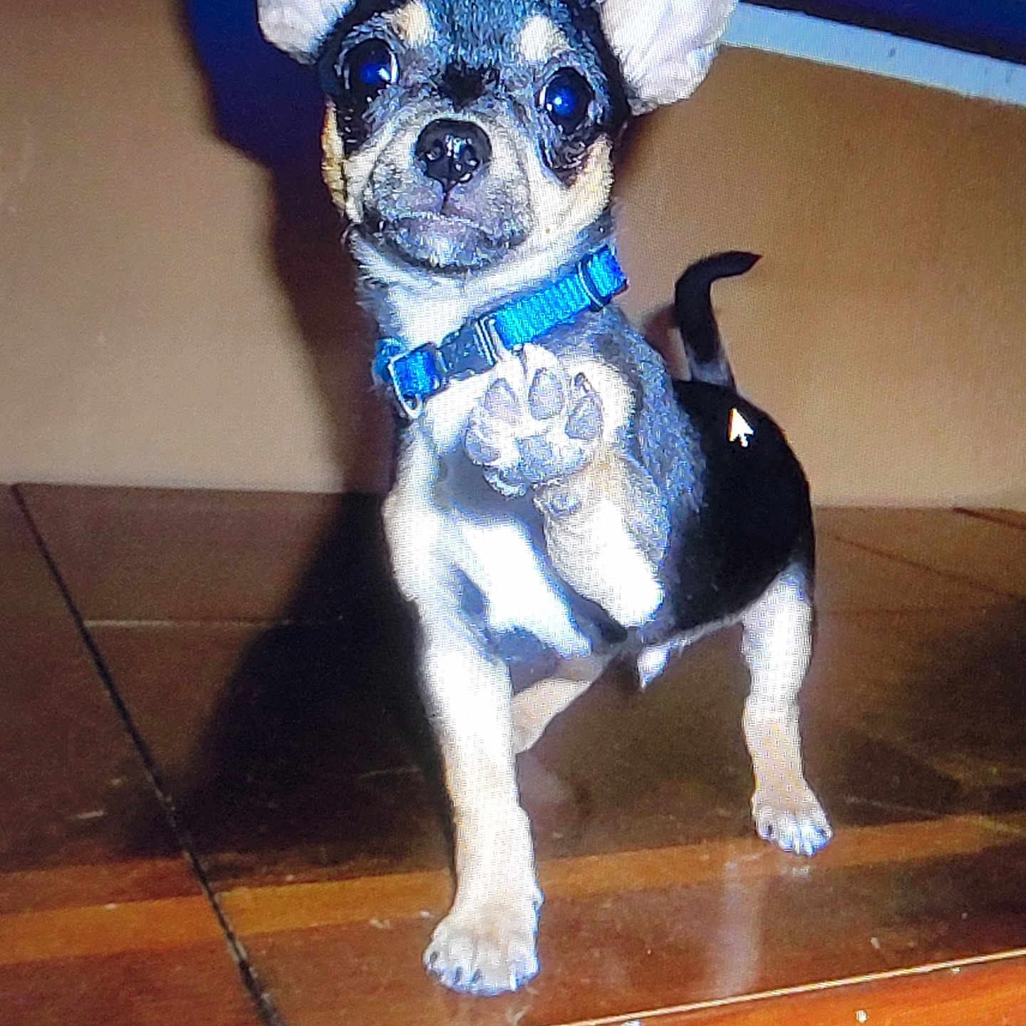 Norbert joined the competition — help win amazing prizes! alert, animal, black_and_tan, blue_collar, brown_background, canine, cute, dog, domestic_animal, indoor, paw, pet, puppy, raised_paw, shadow, short_hair, small_dog, standing, wooden_table, young