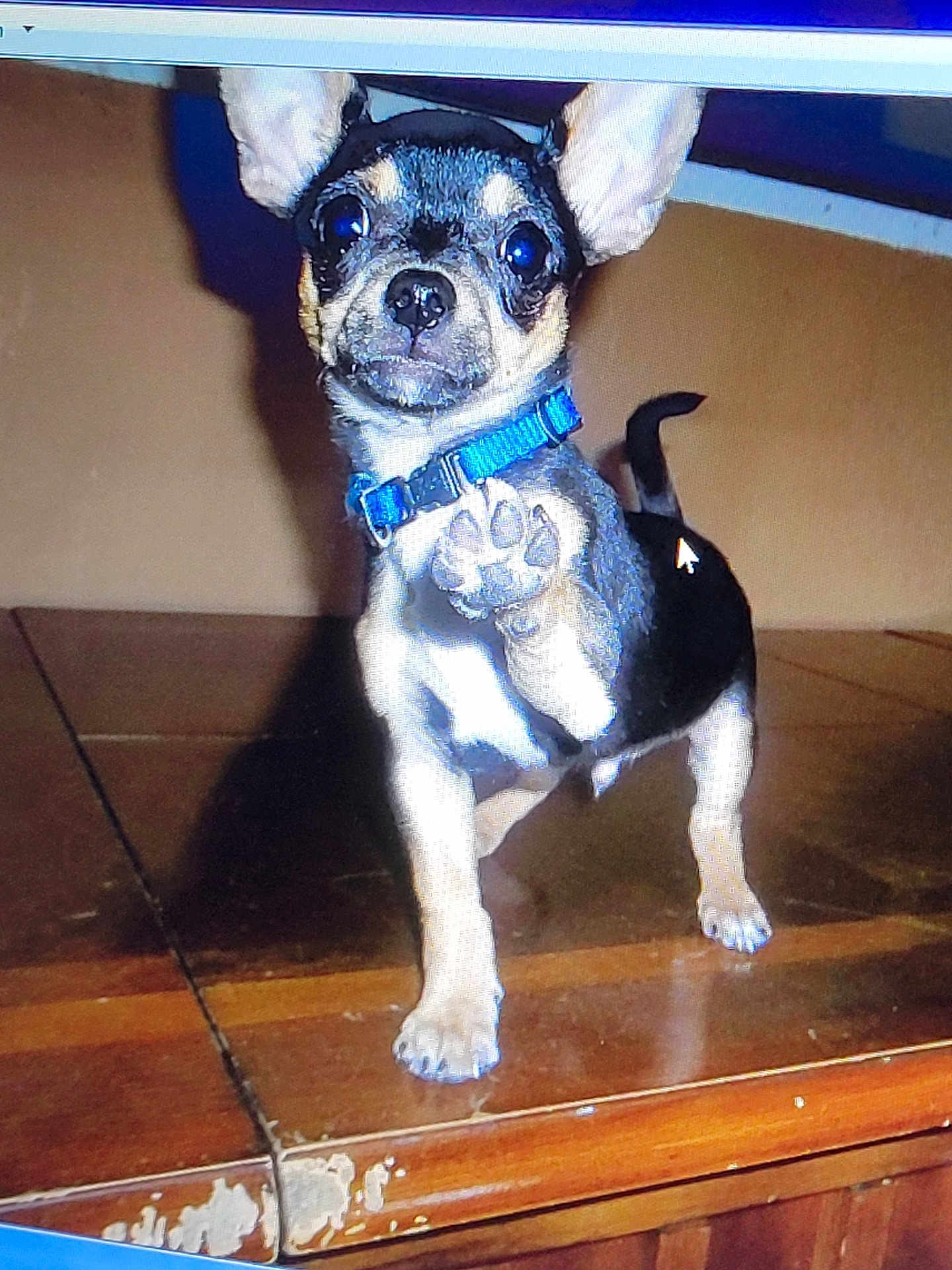 Norbert joined the competition — help win amazing prizes! dog, puppy, blue_collar, paw, wooden_table, indoor, standing, small_dog, pet, canine, raised_paw, shadow, brown_background, black_and_tan, short_hair, alert, cute, animal, domestic_animal, young