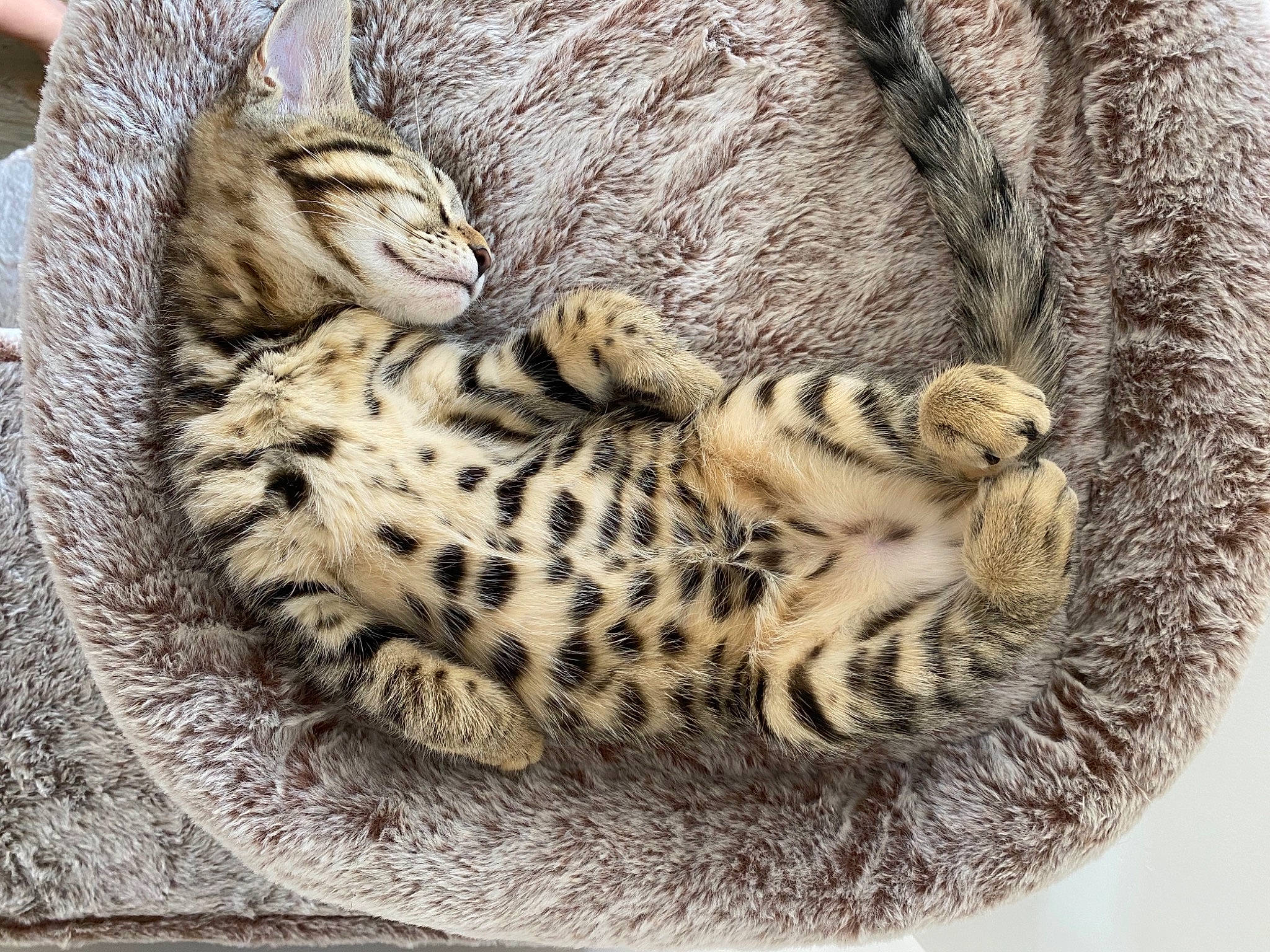 Haku a rejoint le concours — aidez-le/la à gagner de superbes lots ! big_cats, carnivore, cat, cat_bed, claw, domestic_short_haired_cat, fawn, felidae, fur, jaguar, leopard, pattern, paw, small_to_medium_sized_cats, snout, snow_leopard, tail, terrestrial_animal, whiskers, wildlife