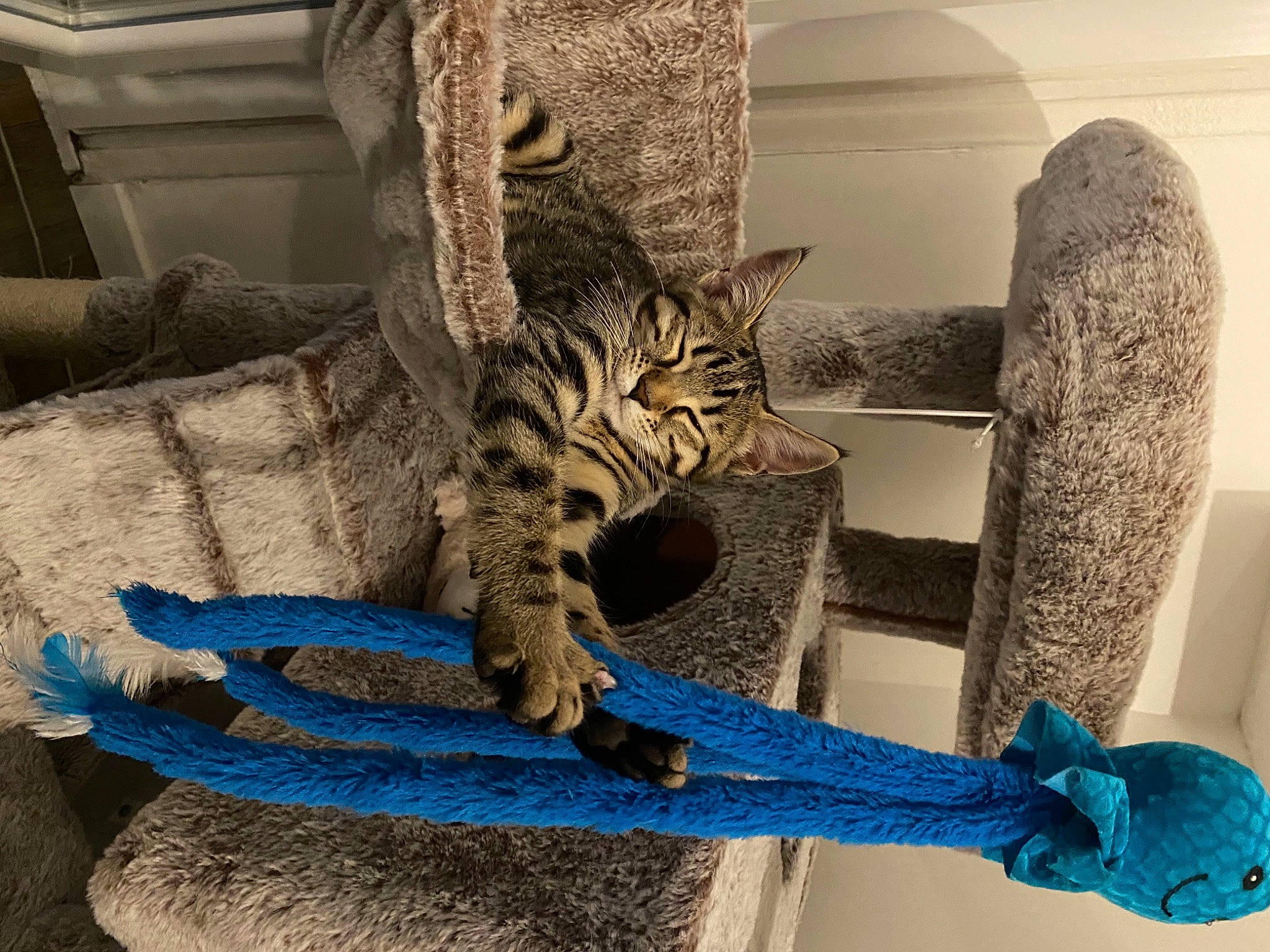 Haku participe au concours pour gagner de l'argent avec cette photo : carnivore, cat, cat_bed, cat_supply, claw, comfort, domestic_short_haired_cat, electric_blue, felidae, foot, fur, mammal, rope, small_to_medium_sized_cats, tail, terrestrial_animal, textile, thread, vertebrate, whiskers