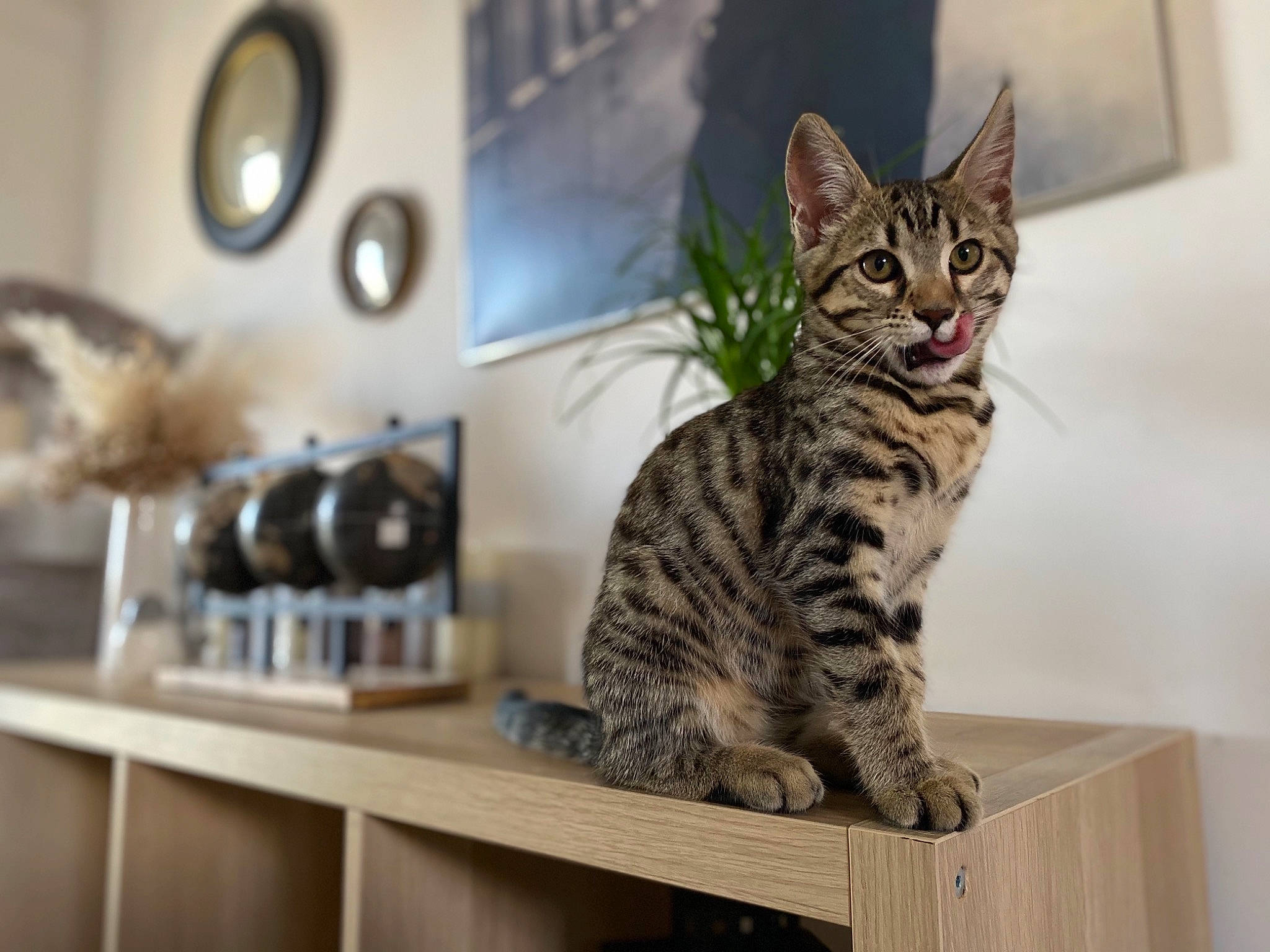 Haku participe au concours pour gagner de l'argent avec cette photo : carnivore, cat, clock, domestic_short_haired_cat, felidae, fur, home_appliance, kitchen_appliance, mammal, paw, room, shelf, sitting, small_to_medium_sized_cats, snout, table, tail, vertebrate, whiskers, wood