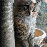 Léonie a rejoint le concours — aidez-le/la à gagner de superbes lots ! kitten, cat, fluffy, scratching_post, fur, whiskers, indoor, pet, curious, animal, young_cat, soft_light, close_up, sitting, tabby, cute, feline, domestic_cat, cozy, houseplant