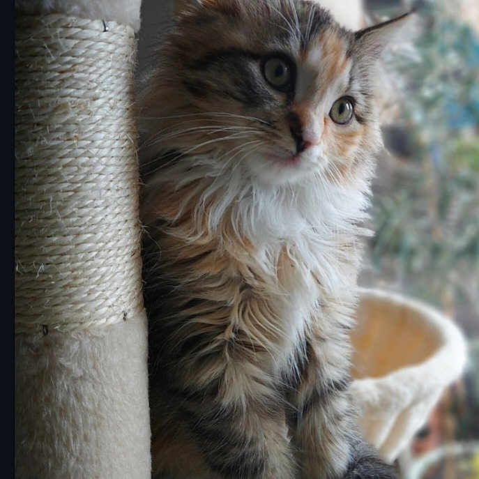 Léonie a rejoint le concours — aidez-le/la à gagner de superbes lots ! animal, cat, close_up, cozy, curious, cute, domestic_cat, feline, fluffy, fur, houseplant, indoor, kitten, pet, scratching_post, sitting, soft_light, tabby, whiskers, young_cat